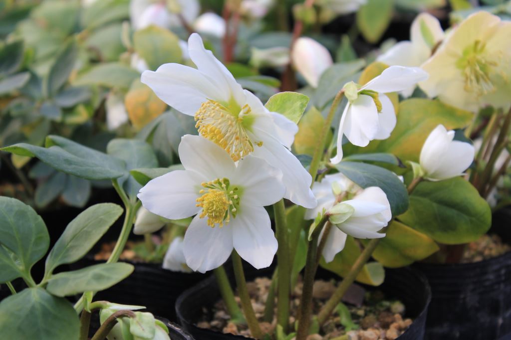 Helleborus　niger（ヘレボルス・ニゲル）開花株
