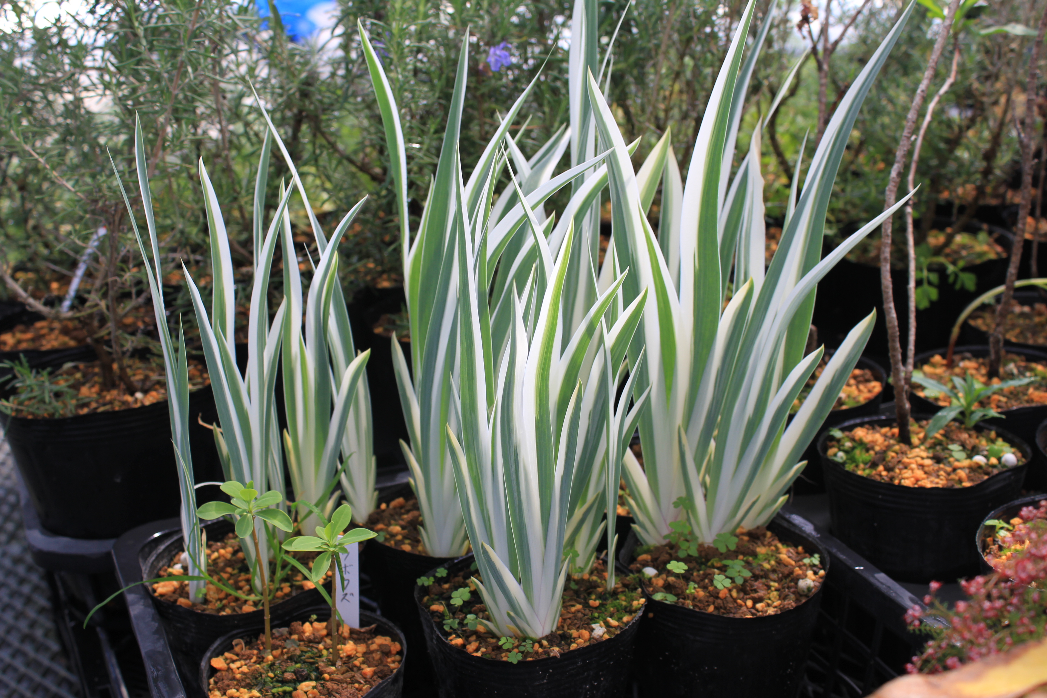 Iris pallida Variegata
