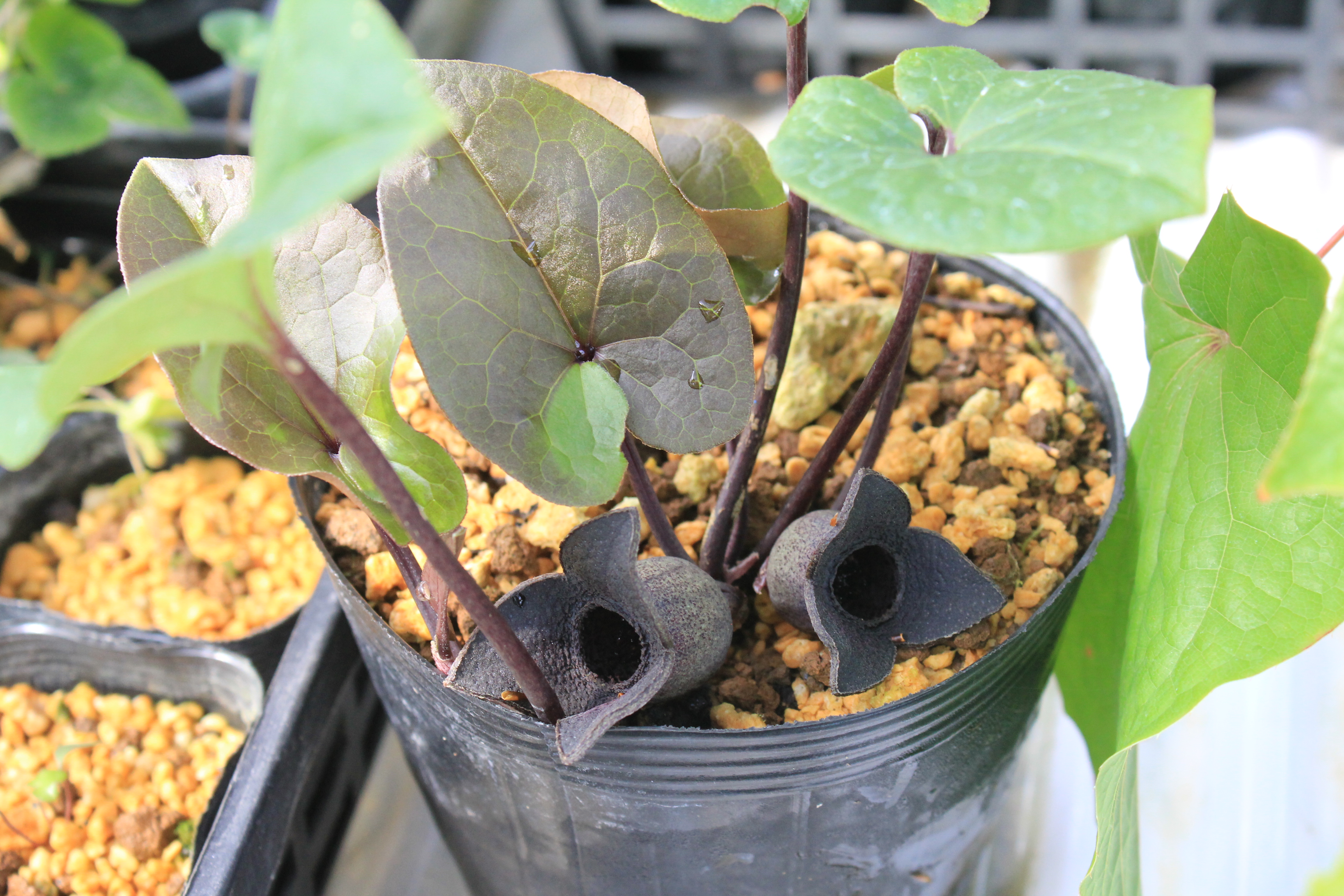 カンアオイ　越のカンアオイ