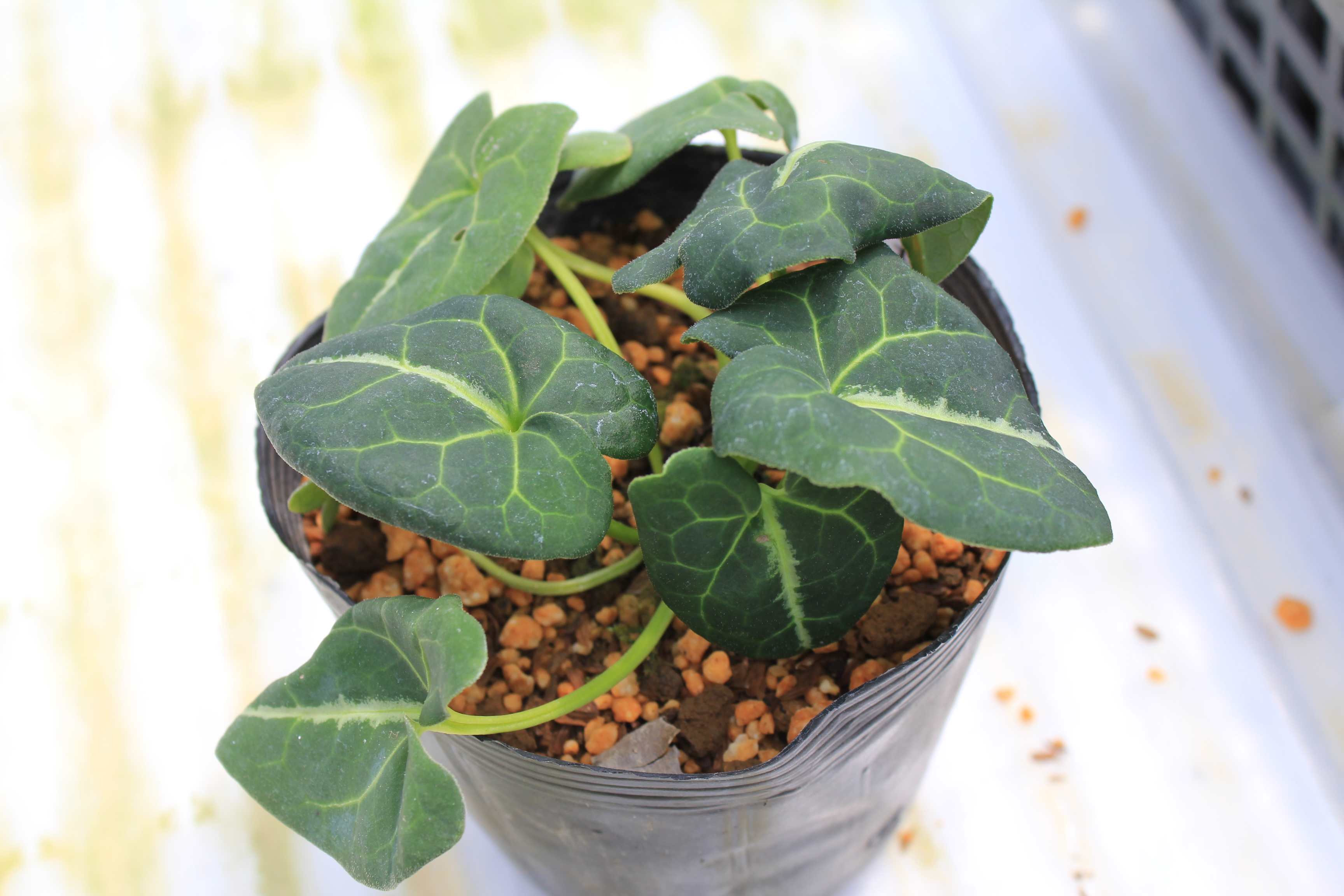 カンアオイ　’金鳳錦’（キンポウニシキ）