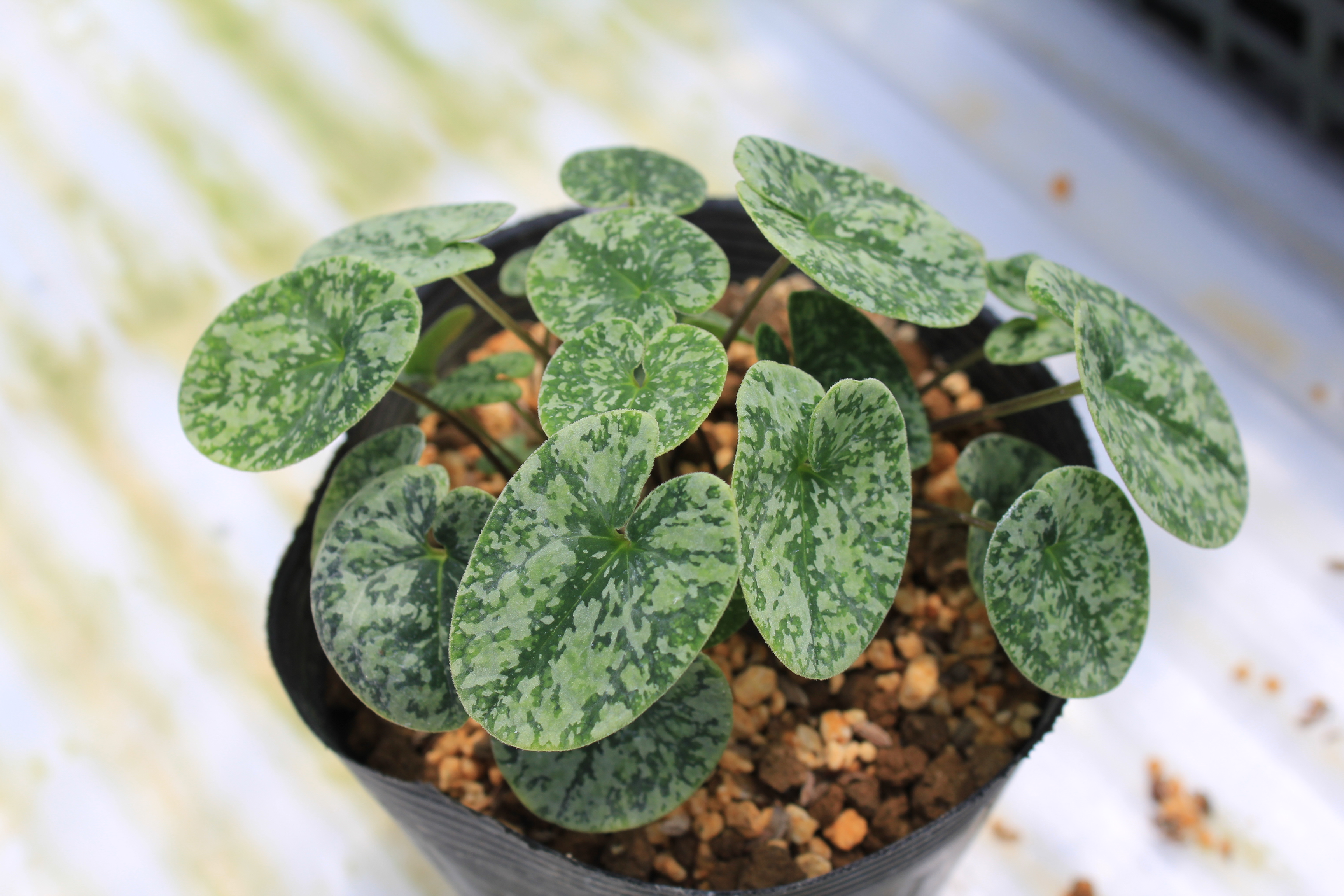 カンアオイ　小葉性姫カンアオイ