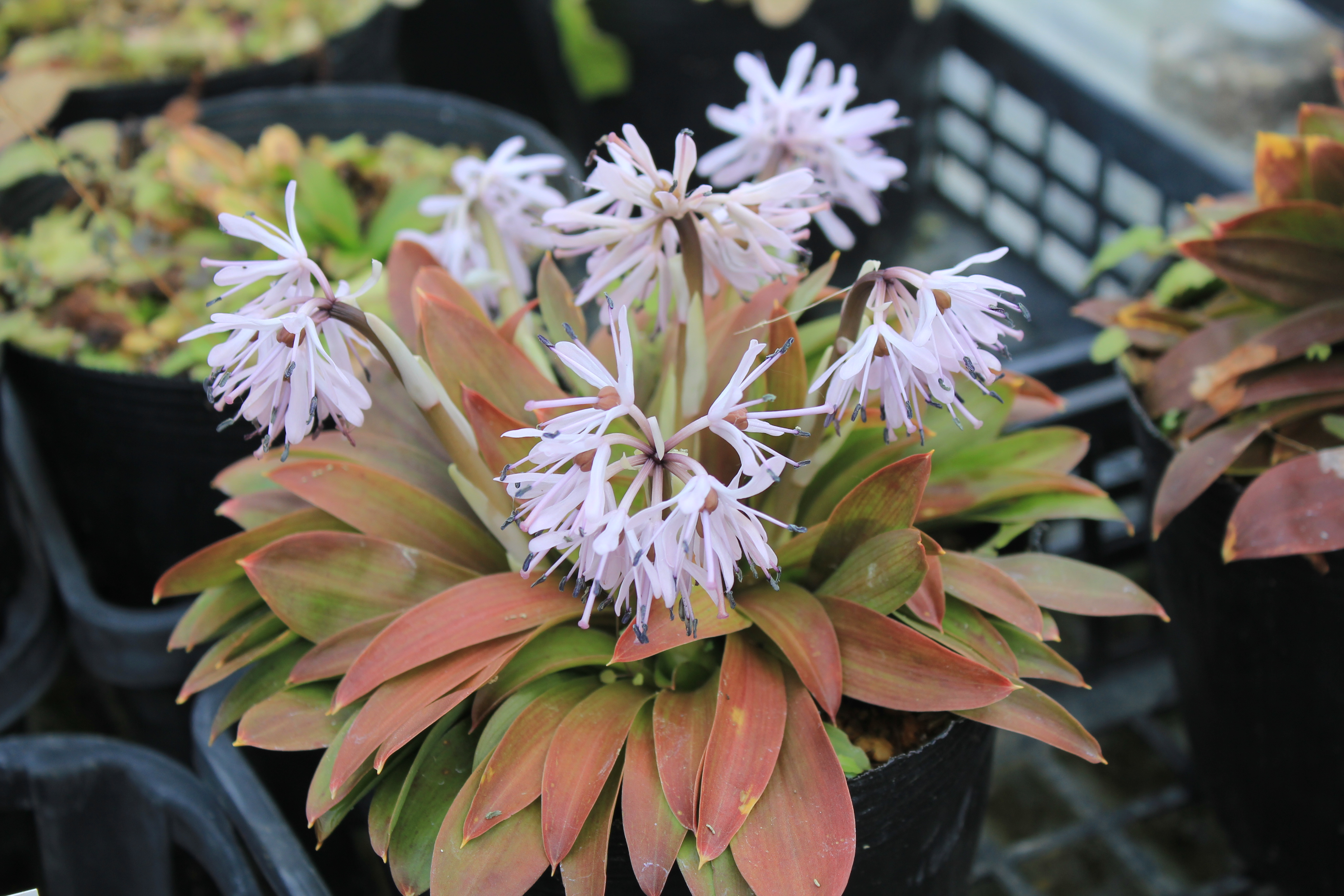 ショウジョウバカマ