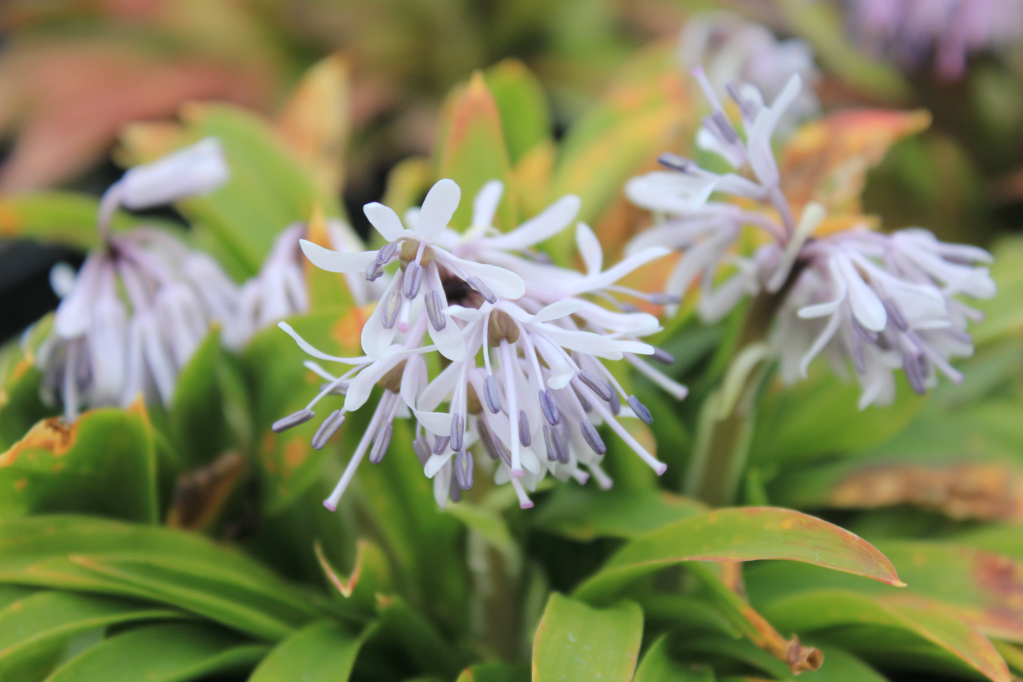 ショウジョウバカマ