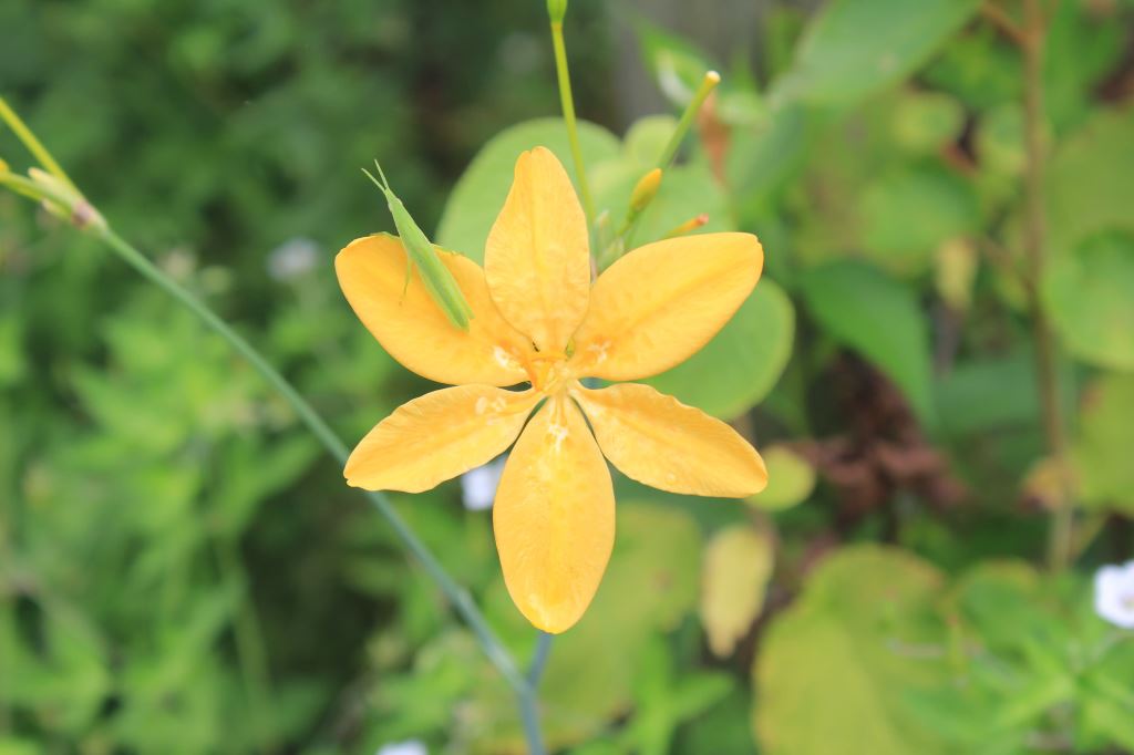 ダルマ日扇　黄色