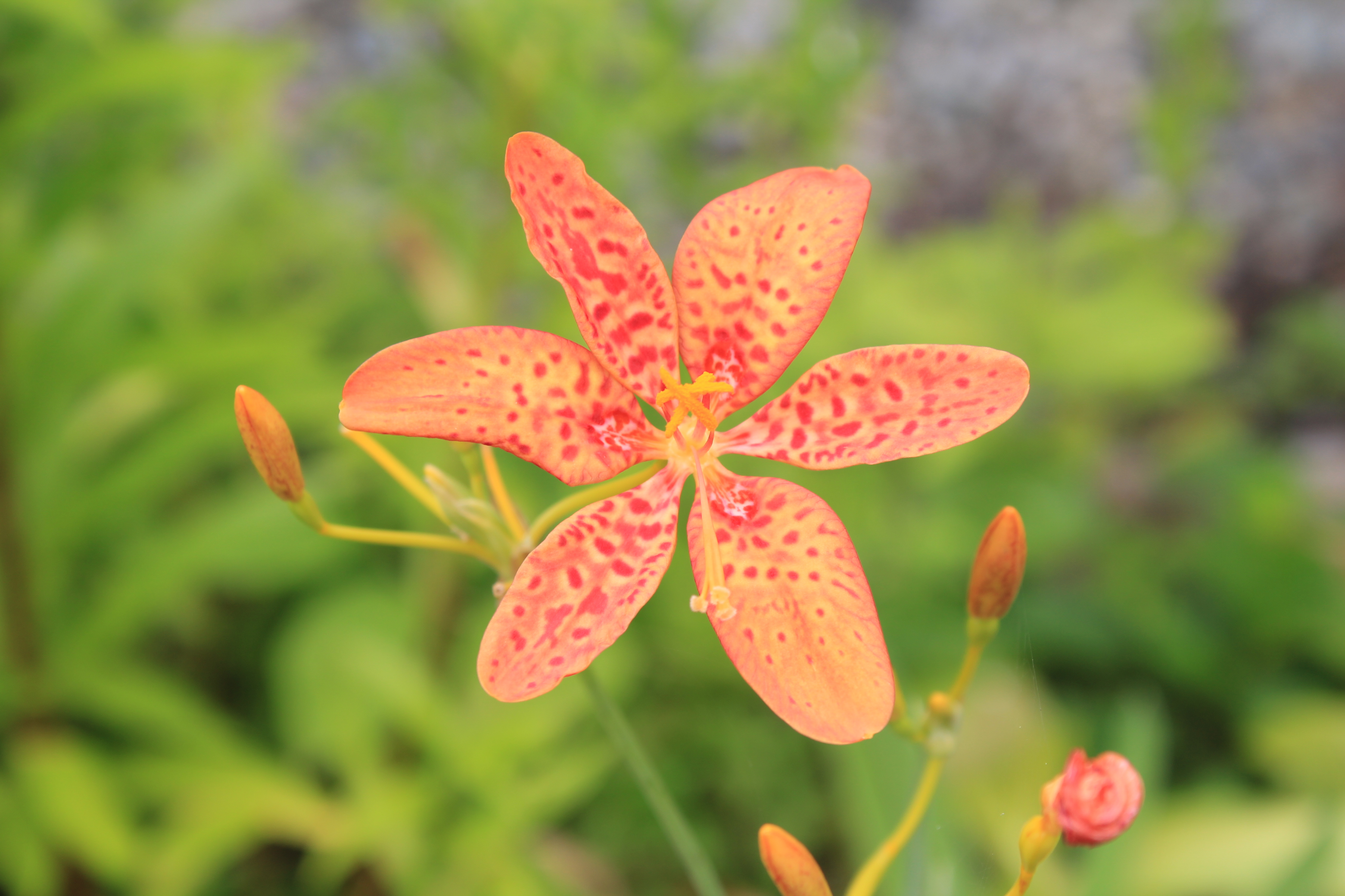 ダルマ日扇　橙色