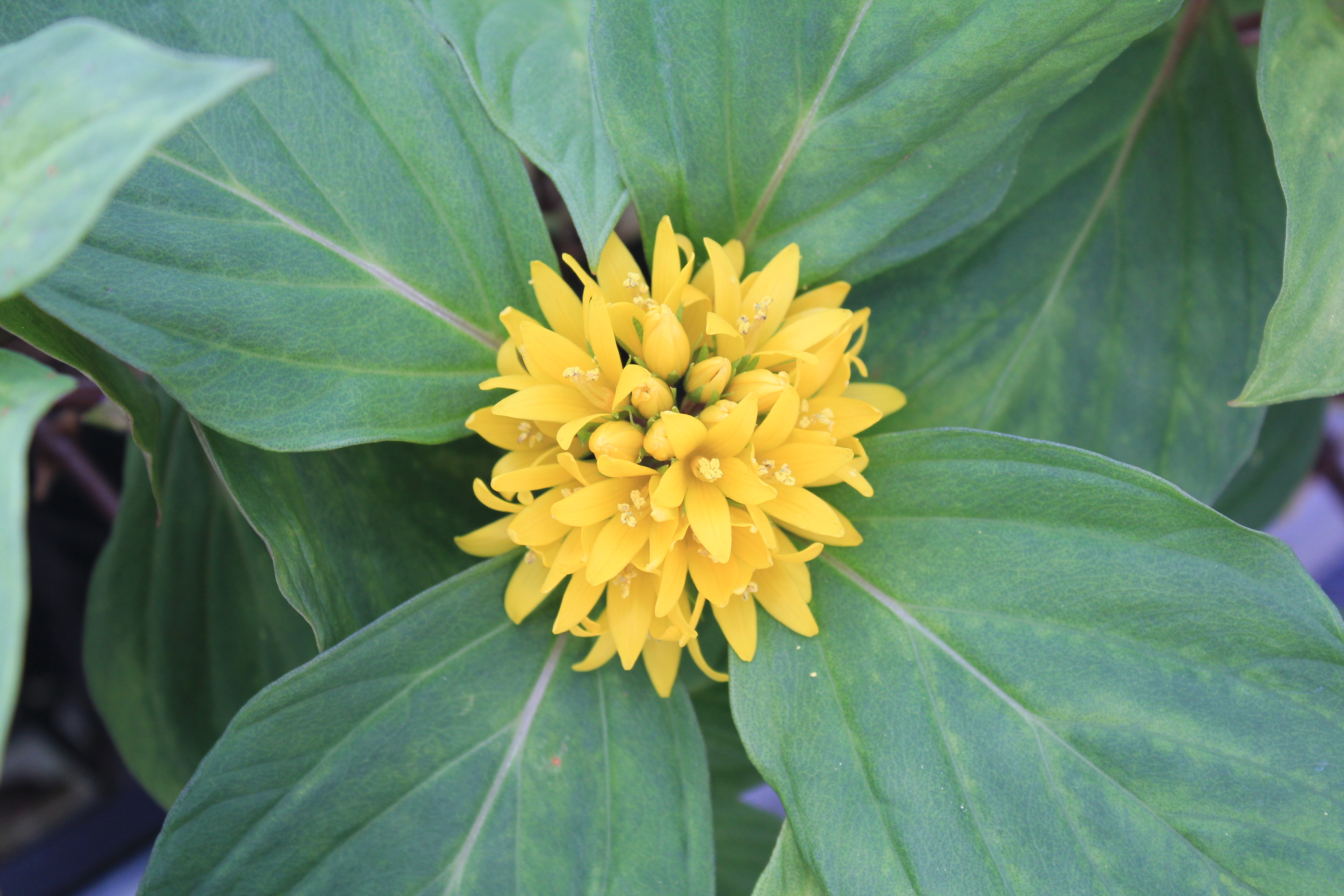 中国リシマキア　丸葉系