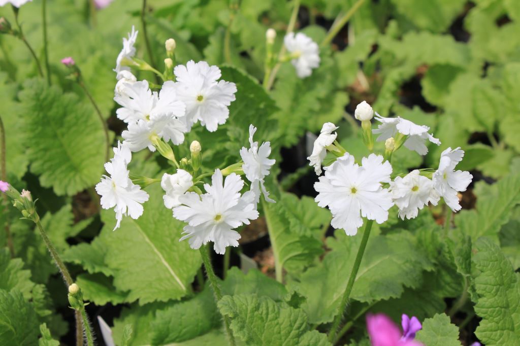 白ナデシコ切弁