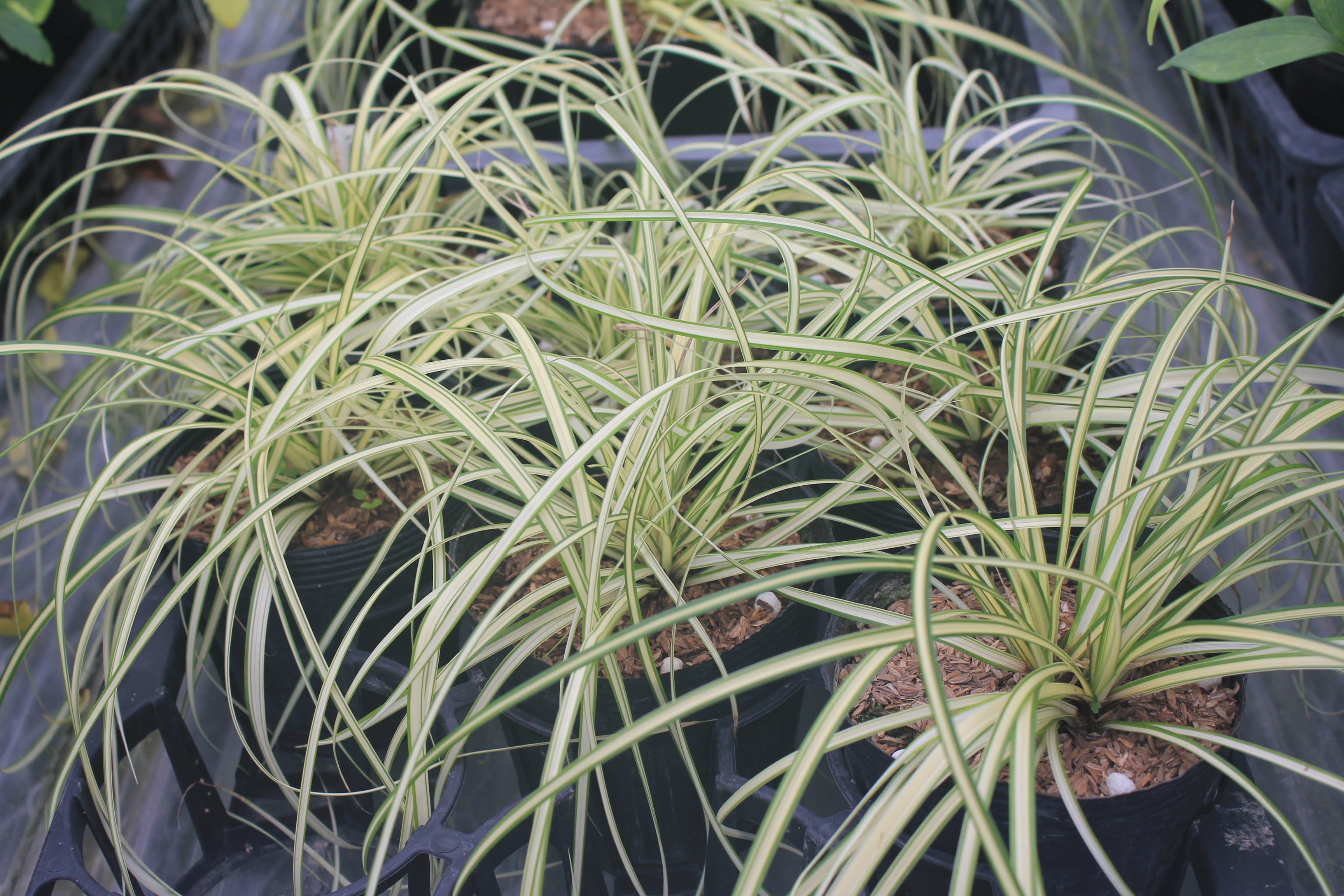 Carex oshimensis 