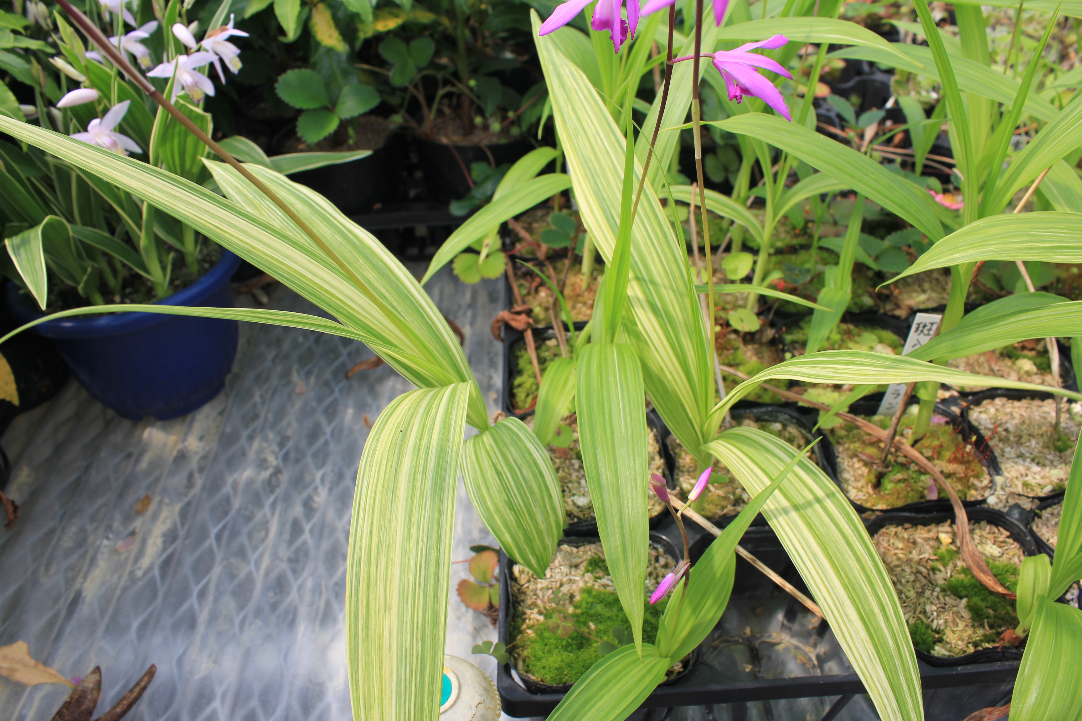 赤花縞紫ラン（アカバナシマシラン）