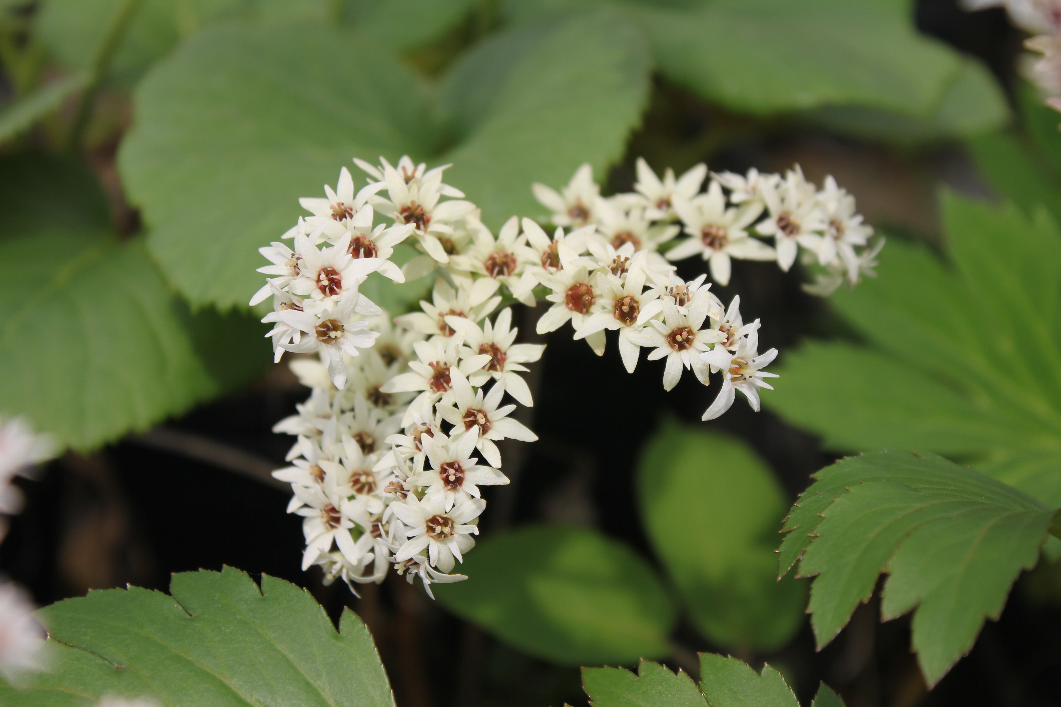 烏葉　丹頂草（カラスバ　タンチョウソウ）