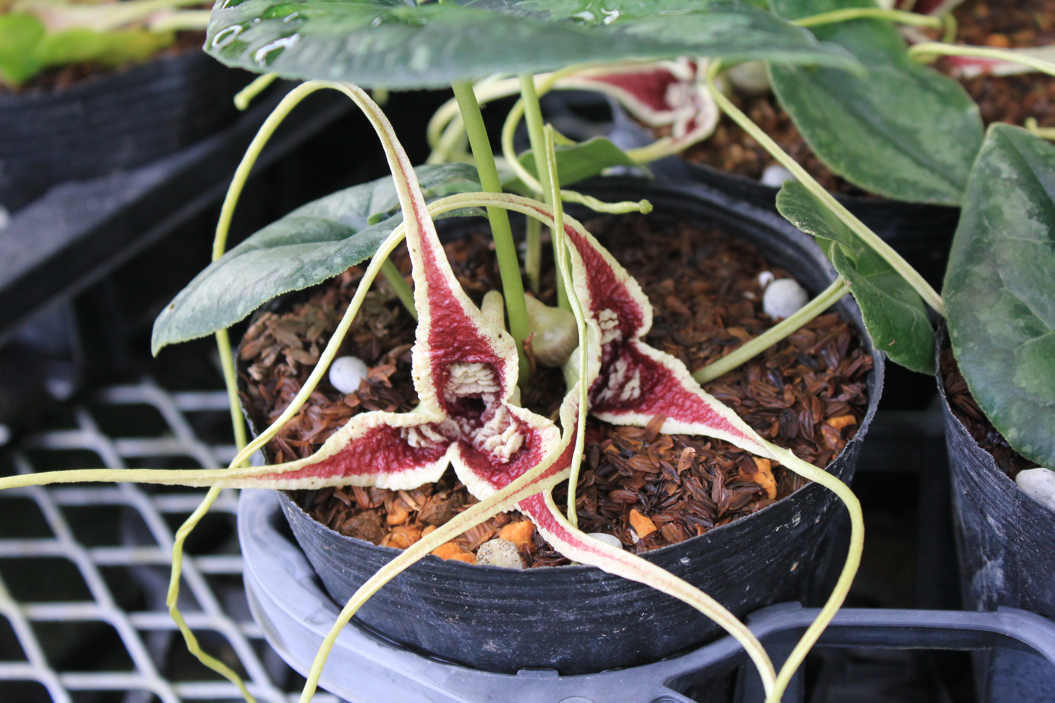 カンアオイ　赤花尾長