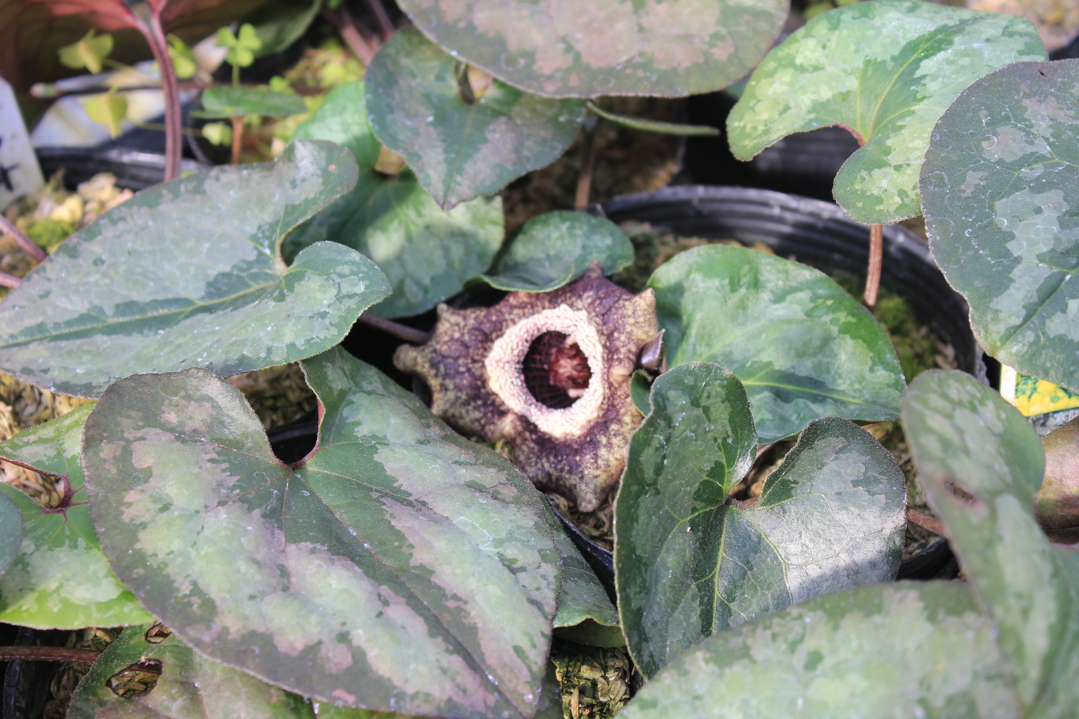 カンアオイ　青城カンアオイ