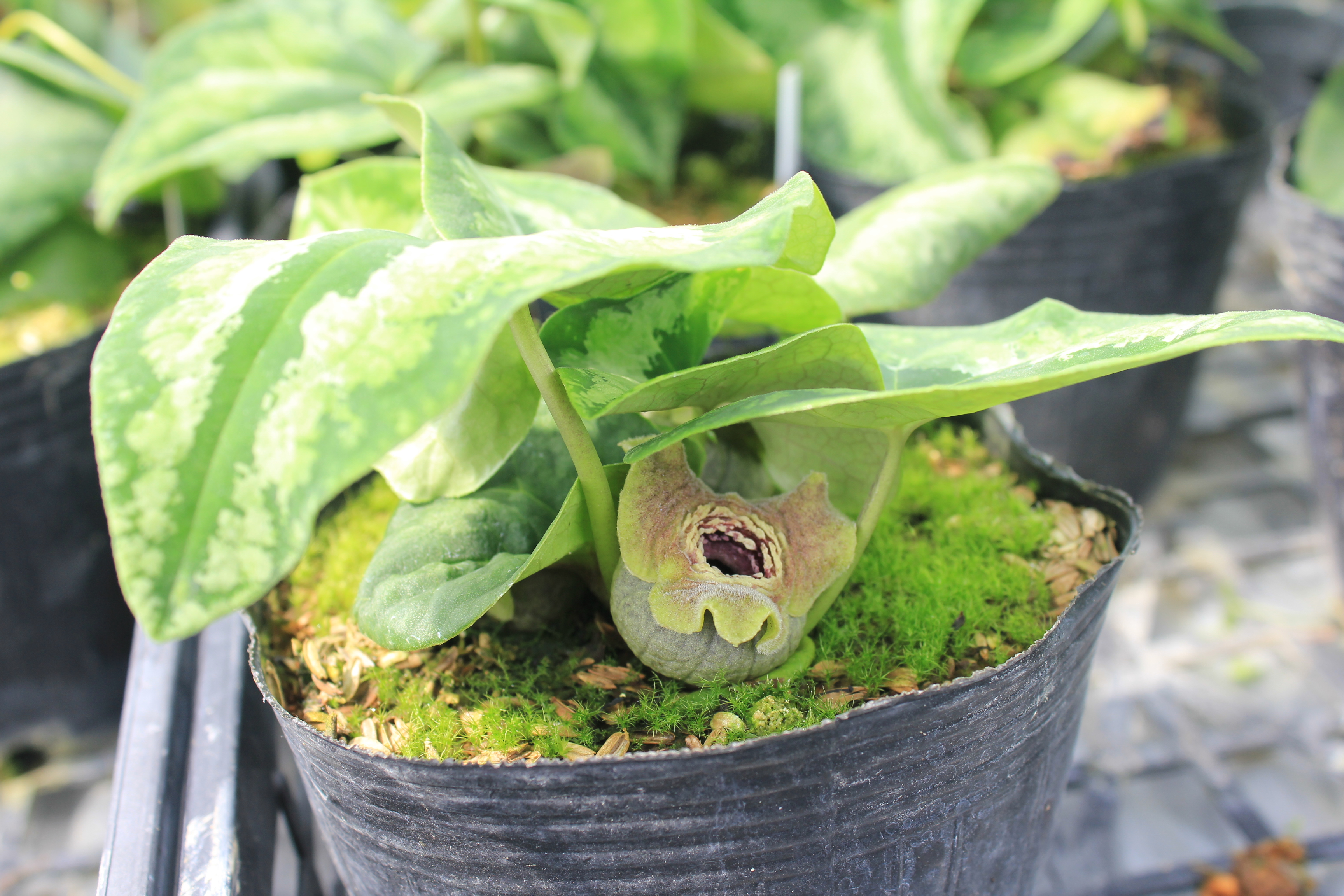 カンアオイ　’緑星’（リョクセイ）