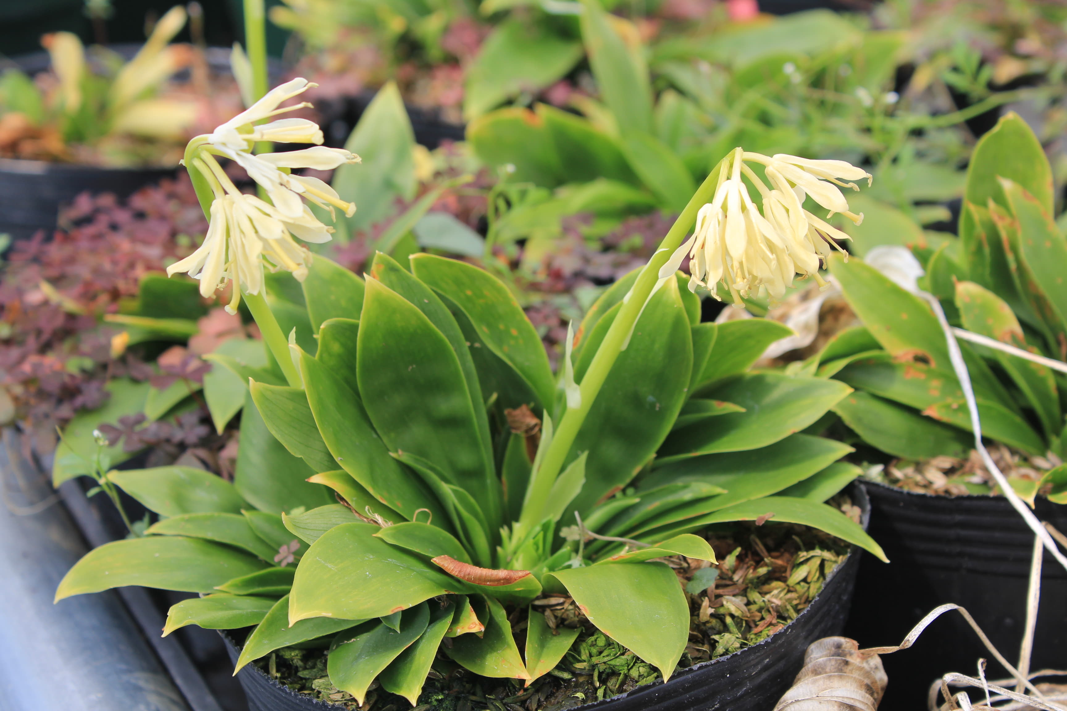 ショウジョウバカマ　純白