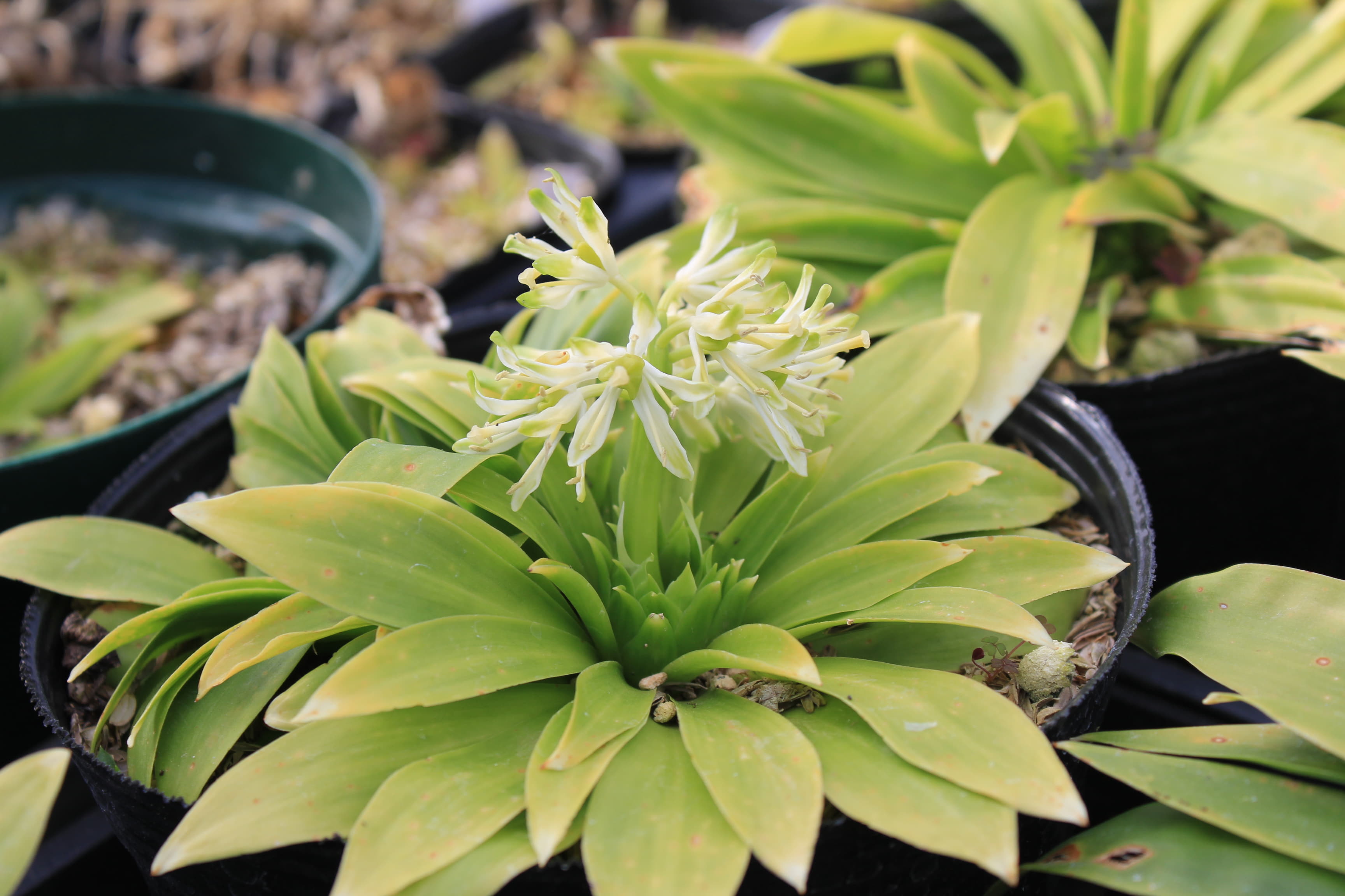 ショウジョウバカマ　純白