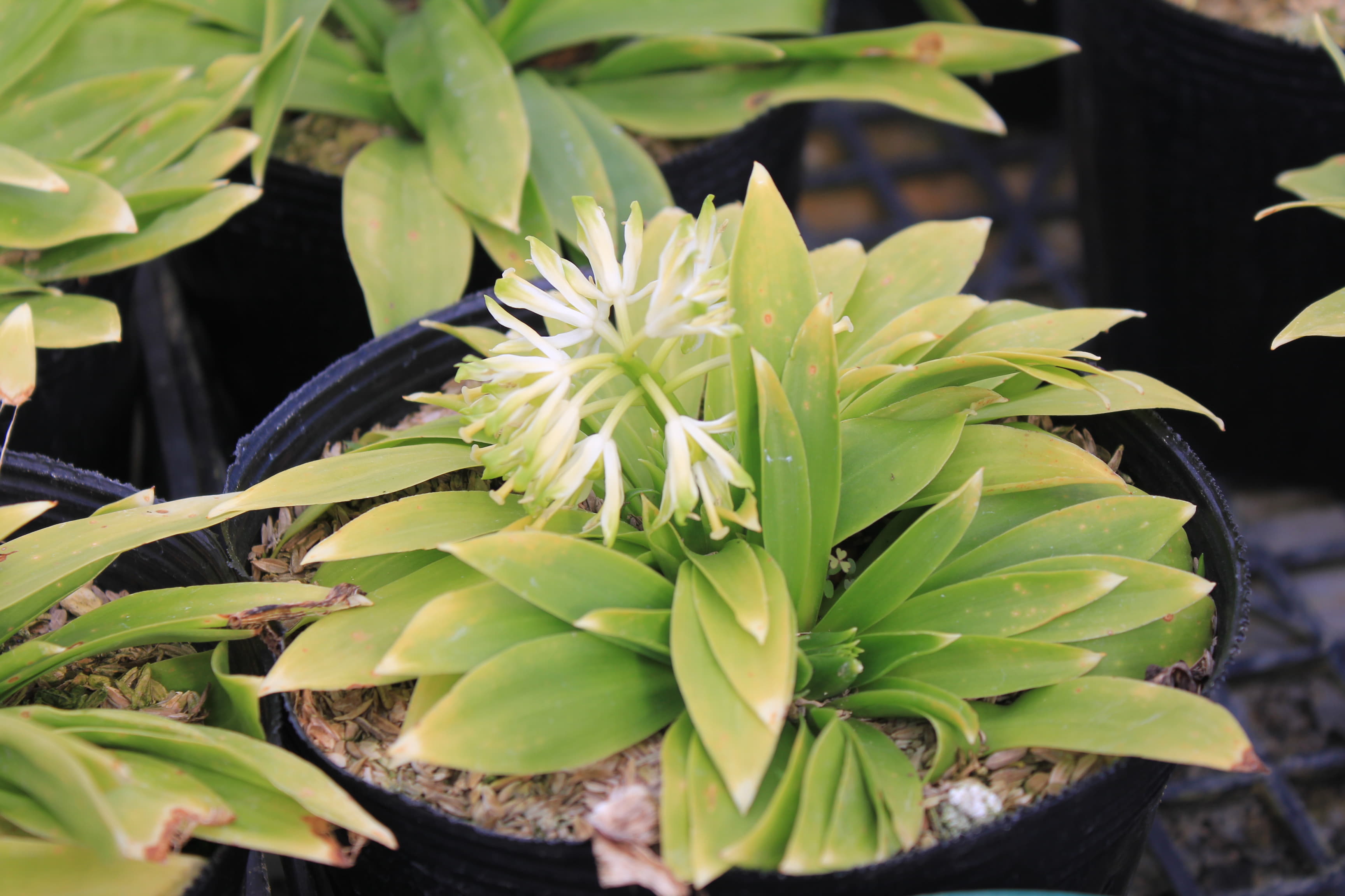 ショウジョウバカマ　純白