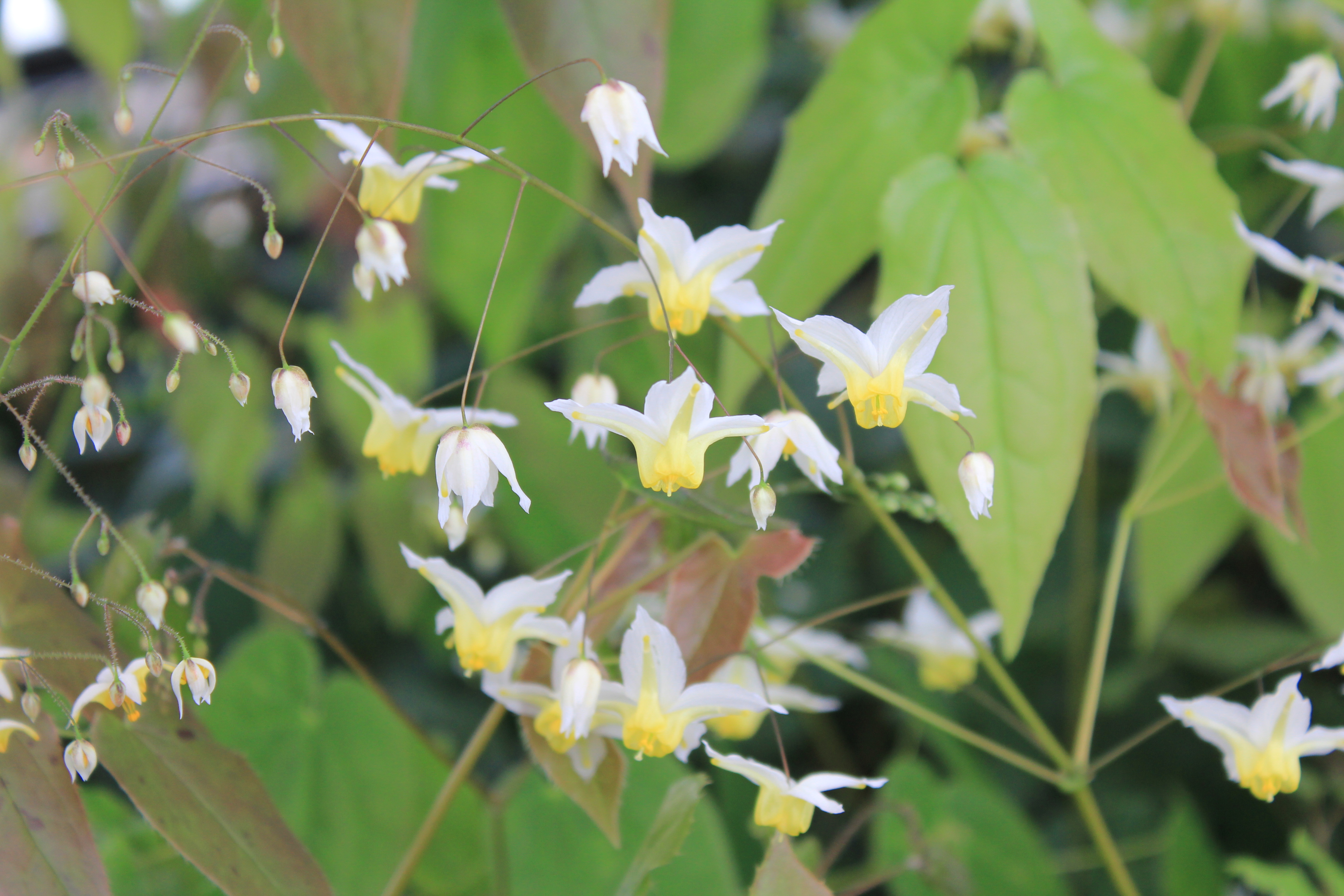 エピメディウム　ハイブリダス　グループA