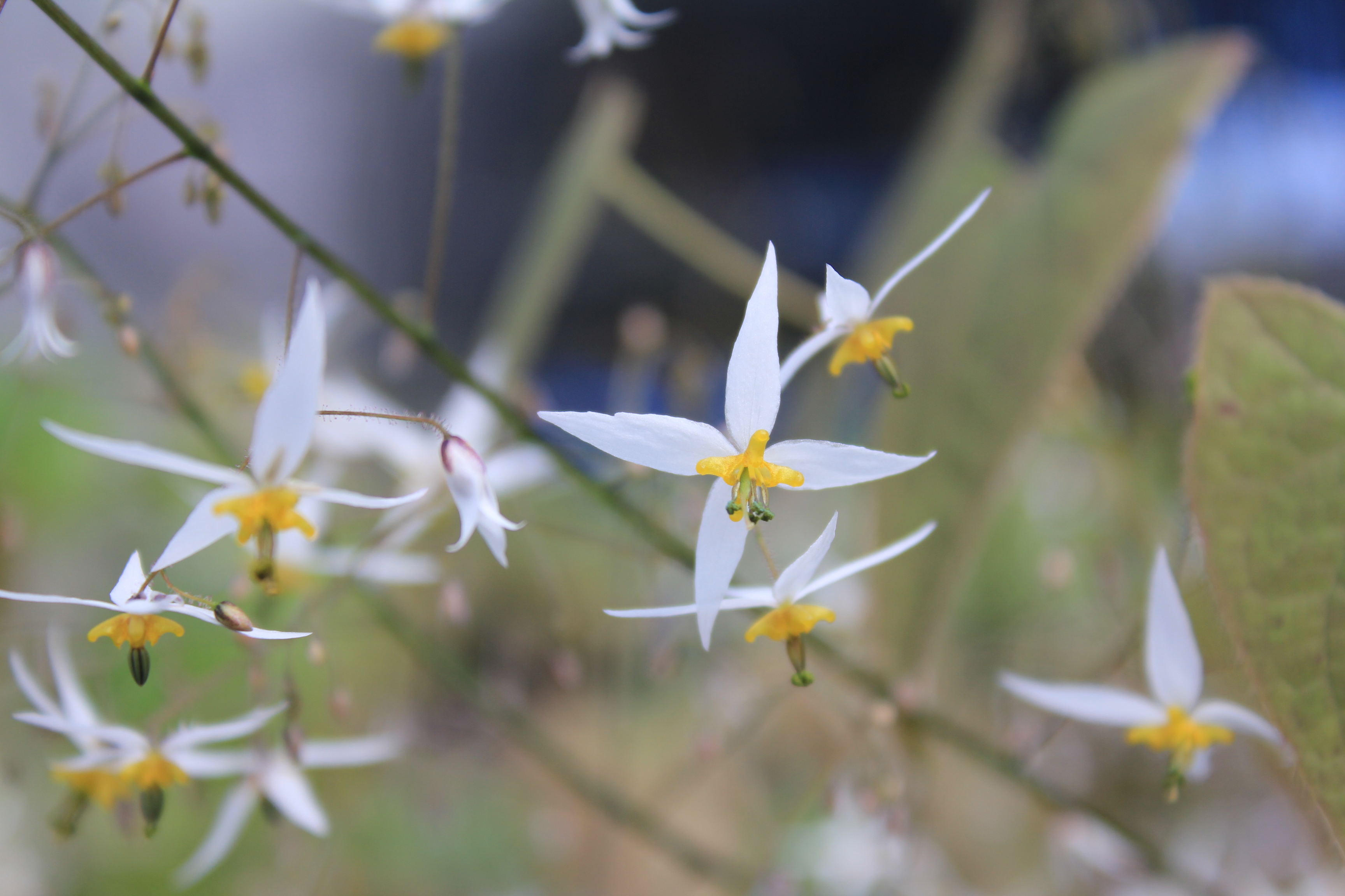 エピメディウム　ハイブリダス　グループB