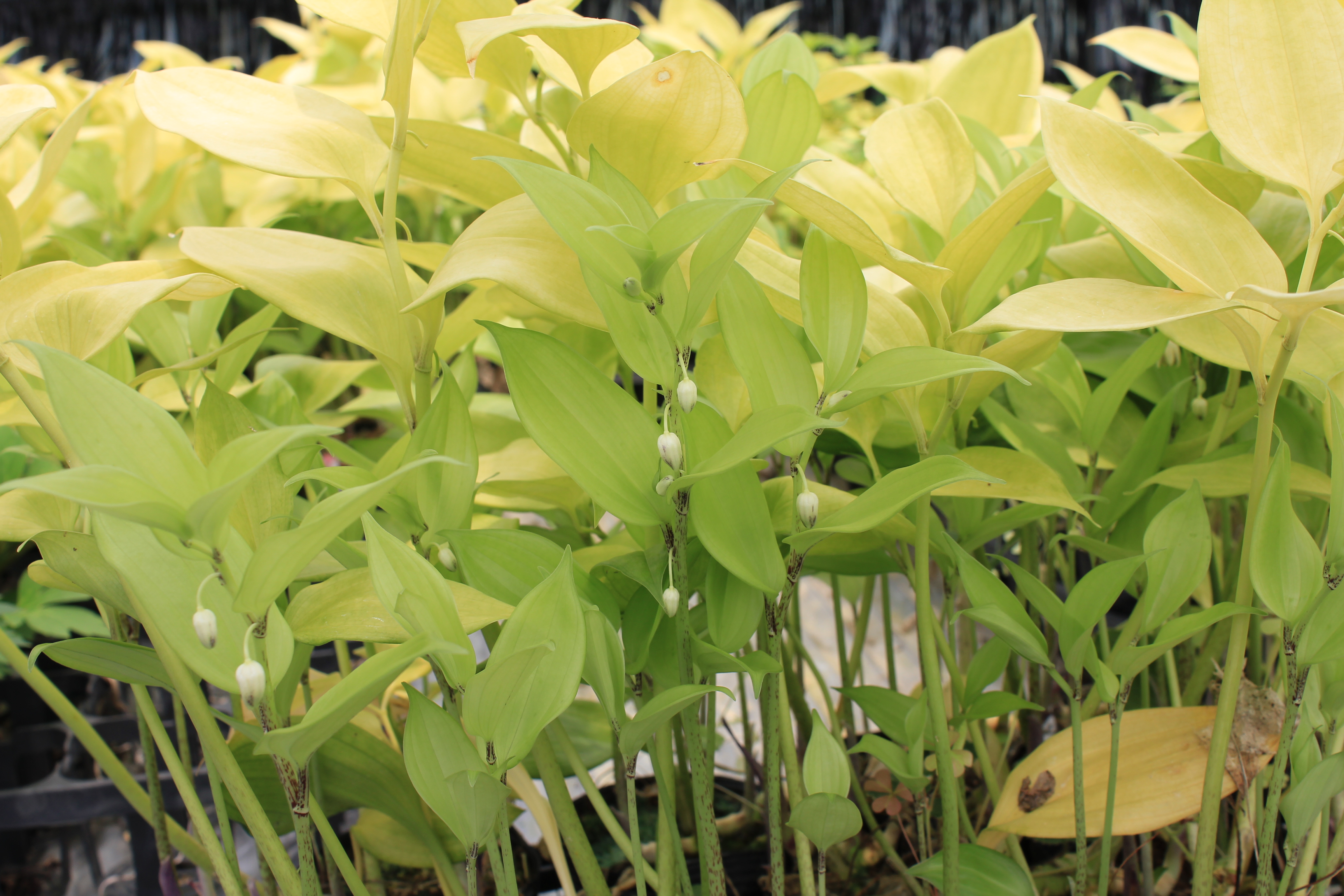 中国ホウチャクソウ