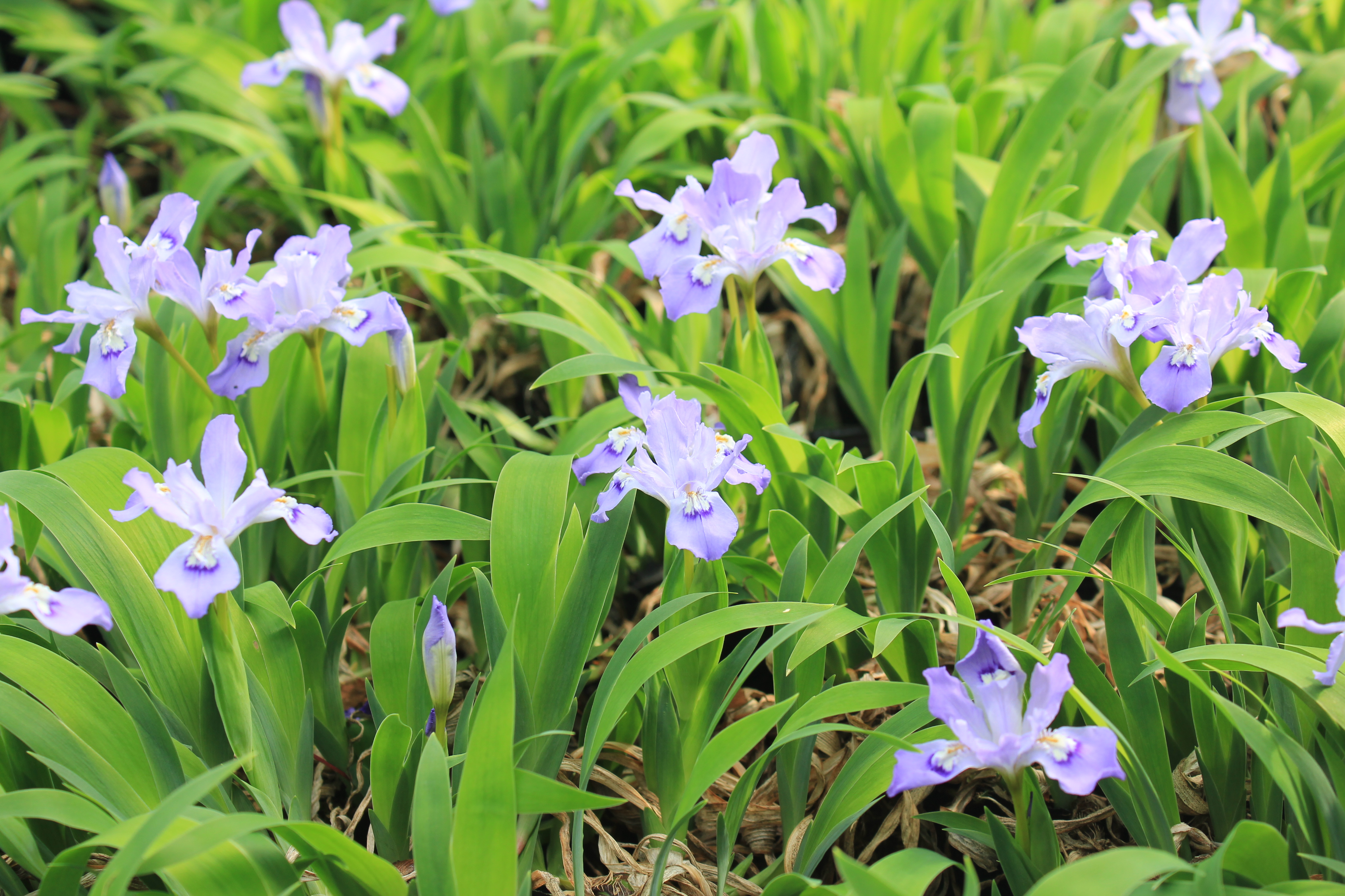 姫イチハツ　大株