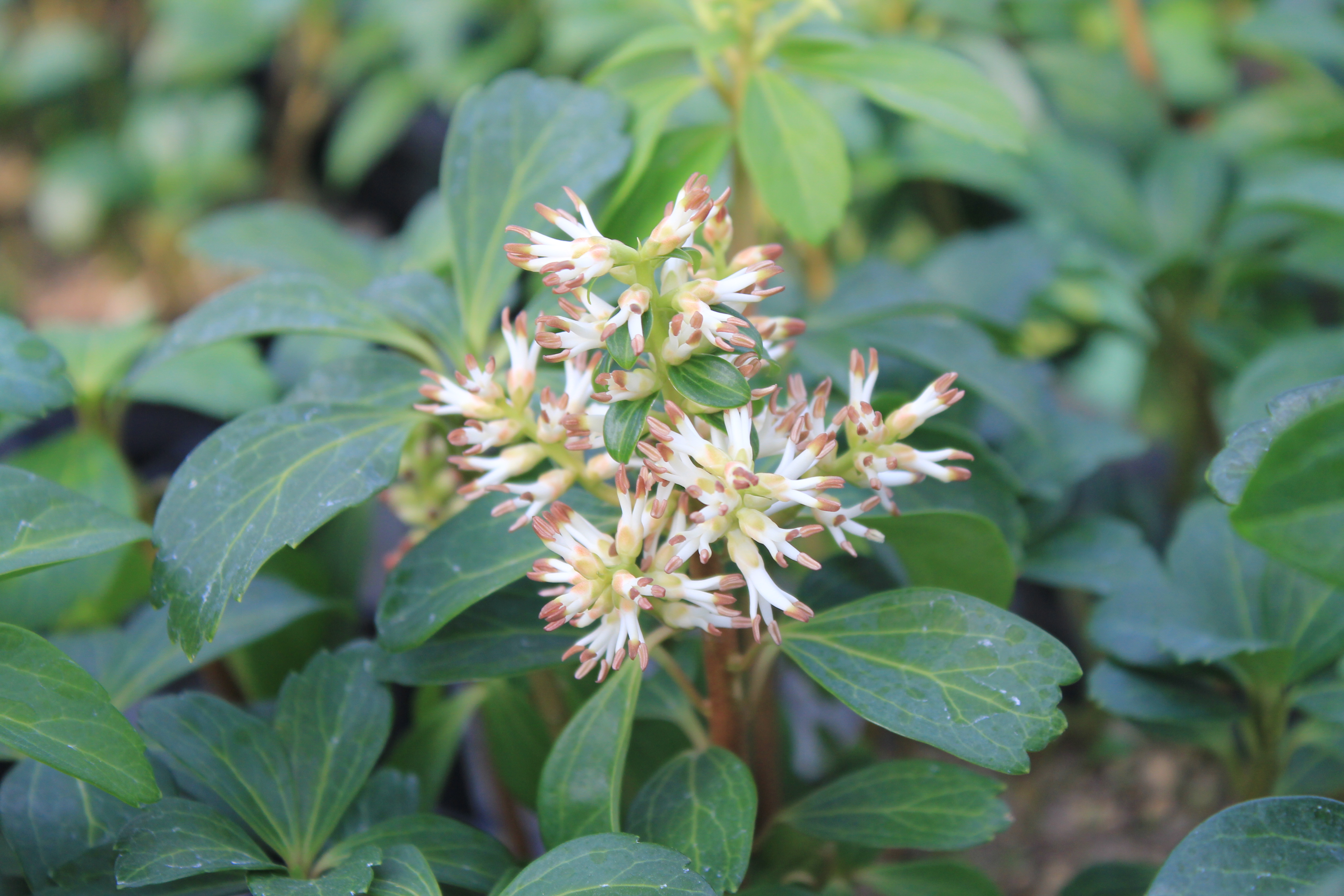 富貴草（フッキソウ）