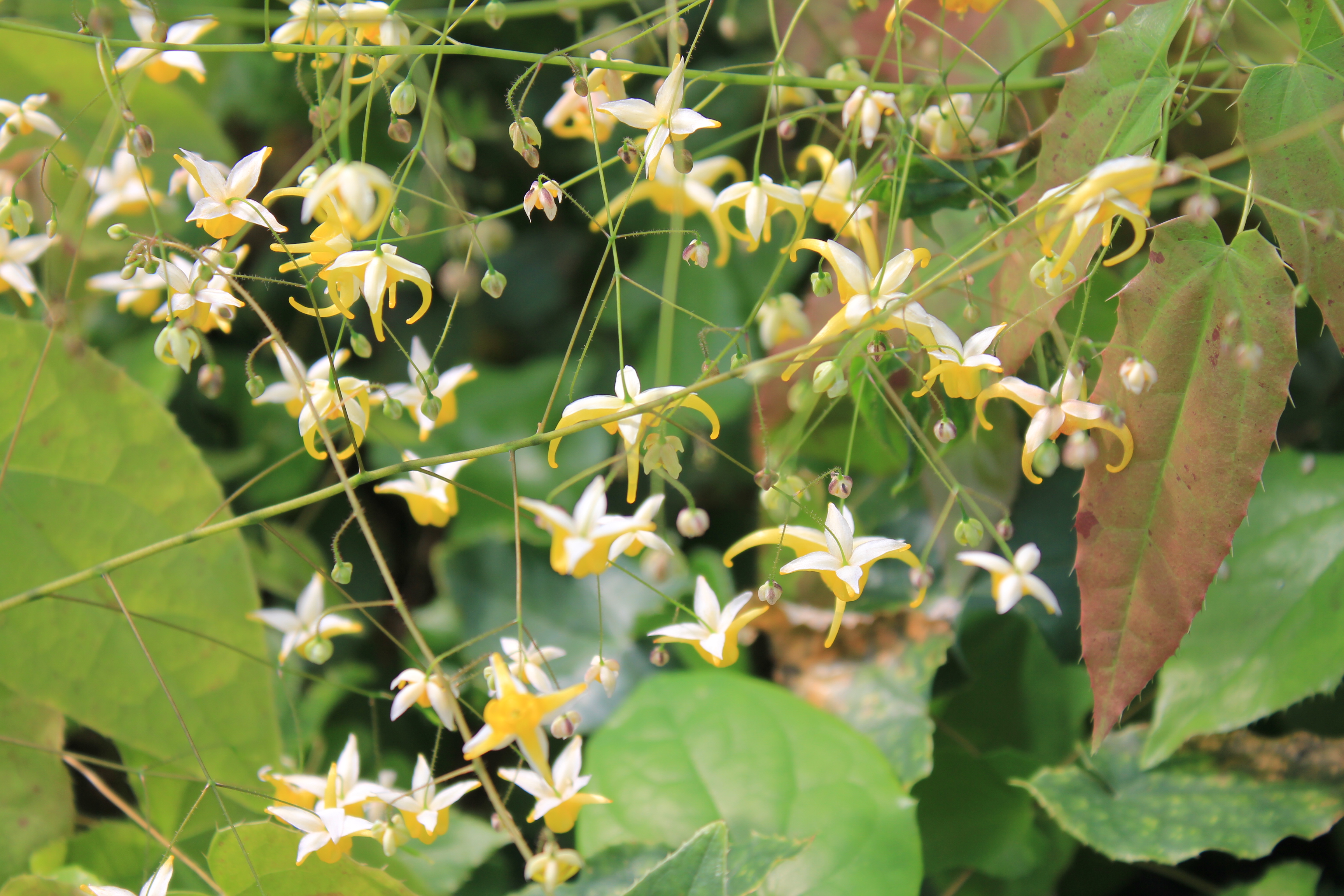 エピメディウム　ハイブリダス　グループY-1