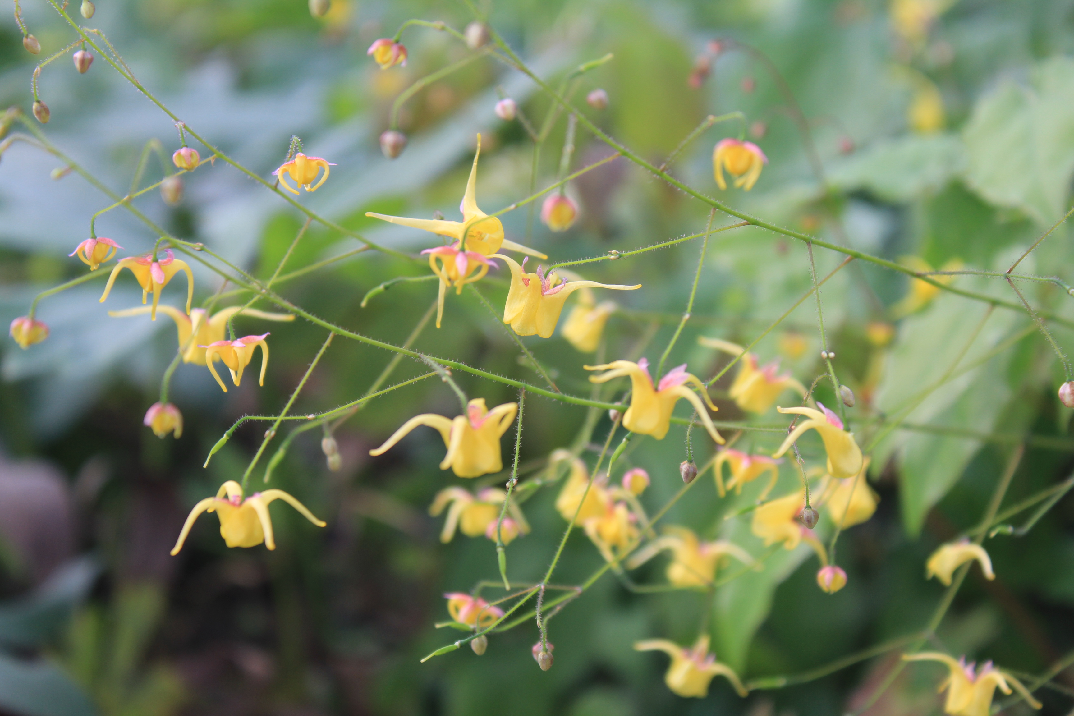 エピメディウム　ハイブリダス　グループY-3