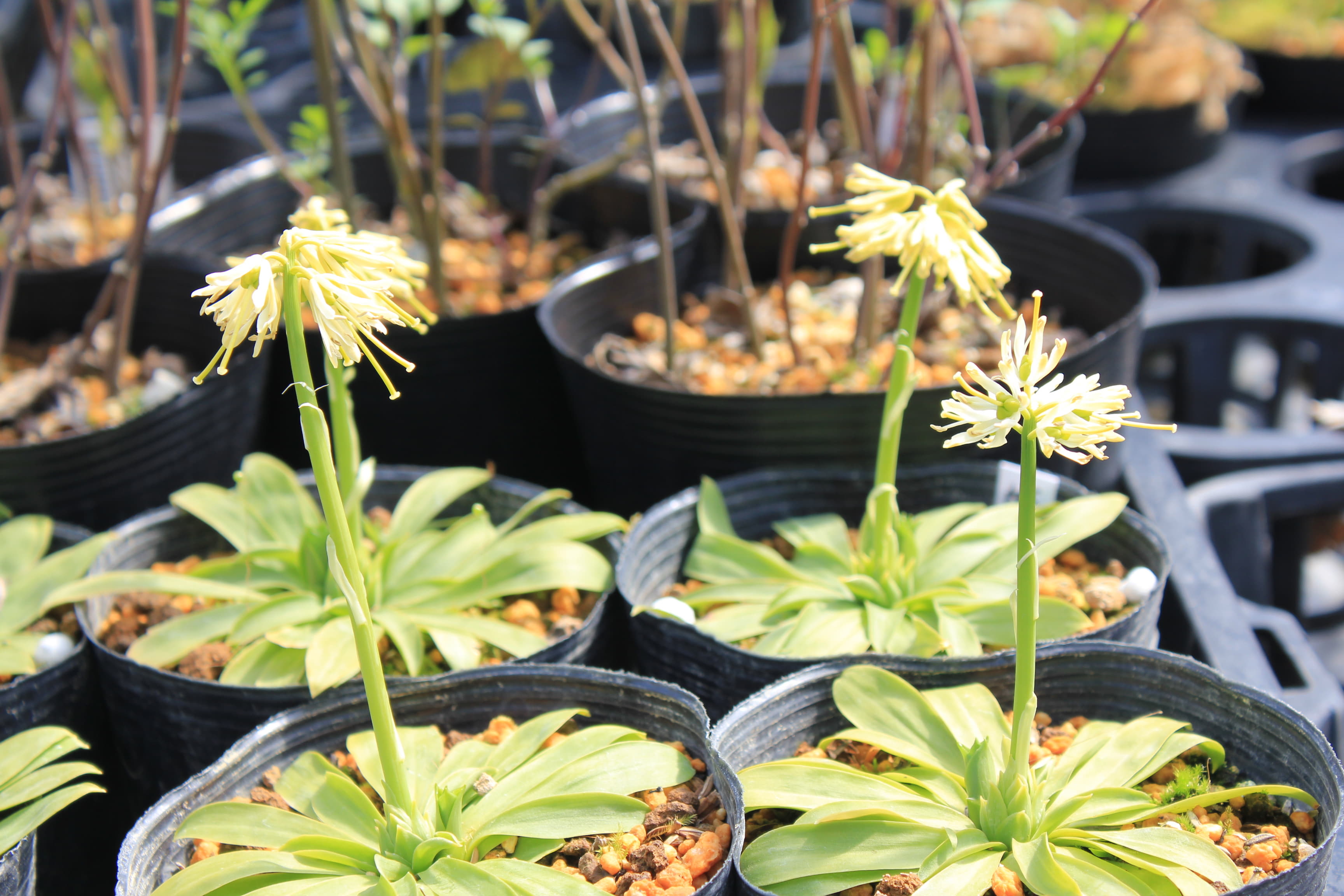ショウジョウバカマ　姫白花