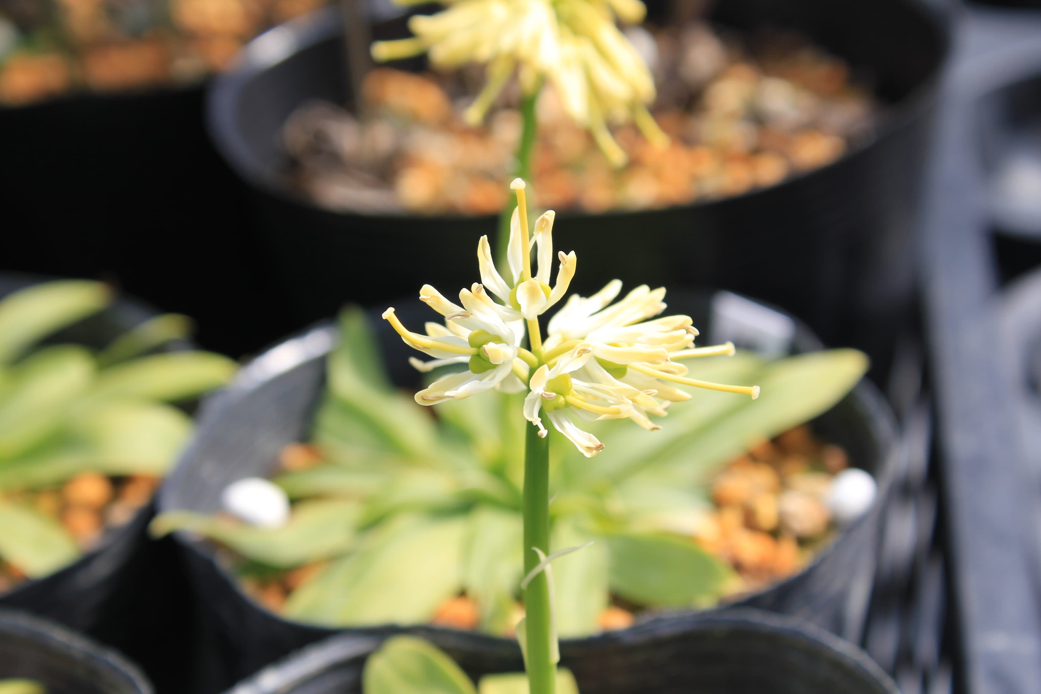 ショウジョウバカマ　姫白花