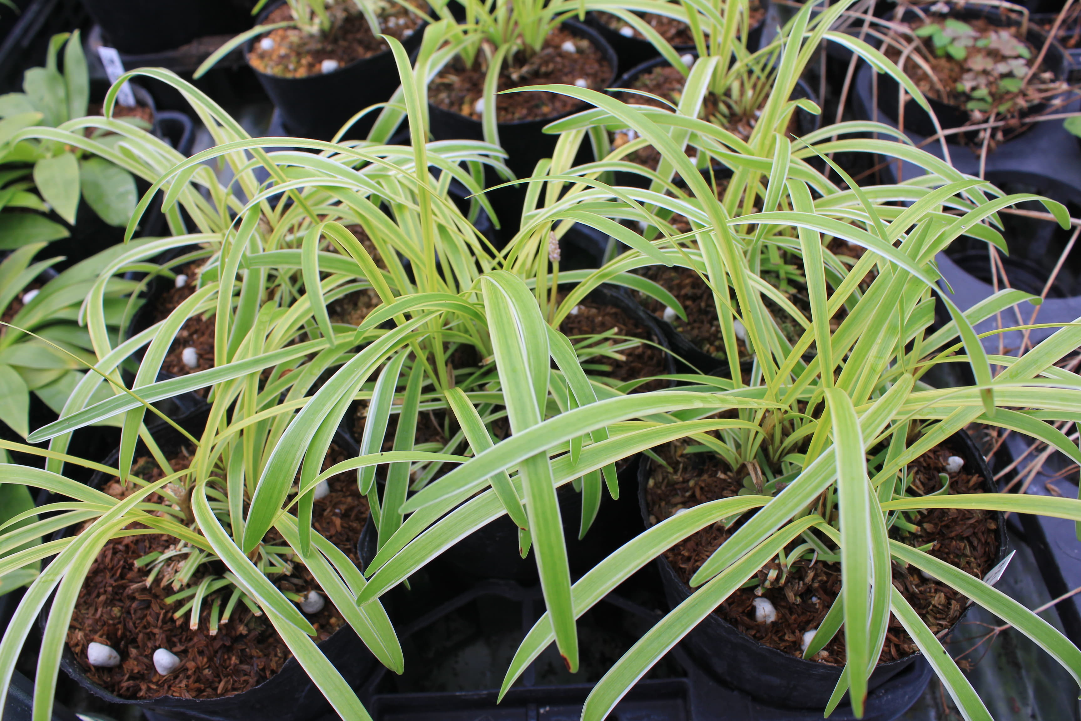 ヤブラン　斑入