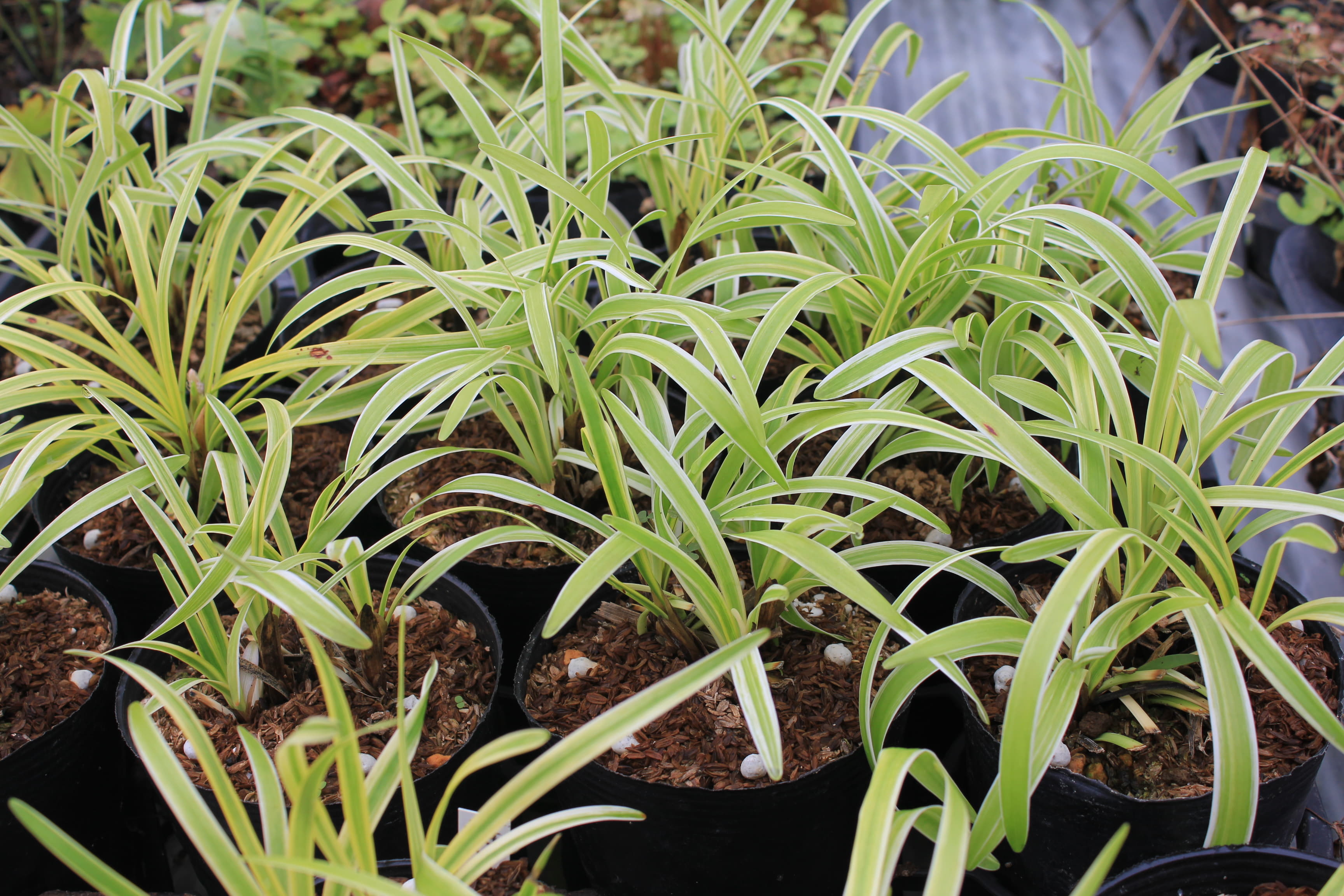 ヤブラン　斑入