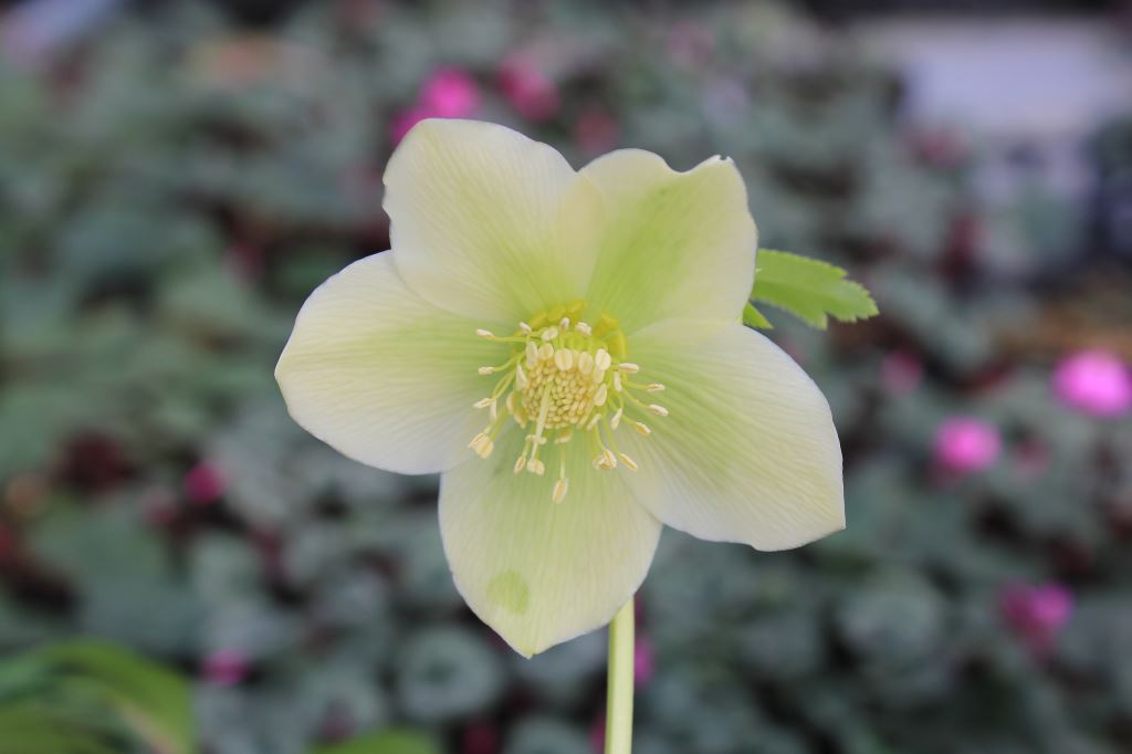 Helleborus　bocconei　ssp　bocconei