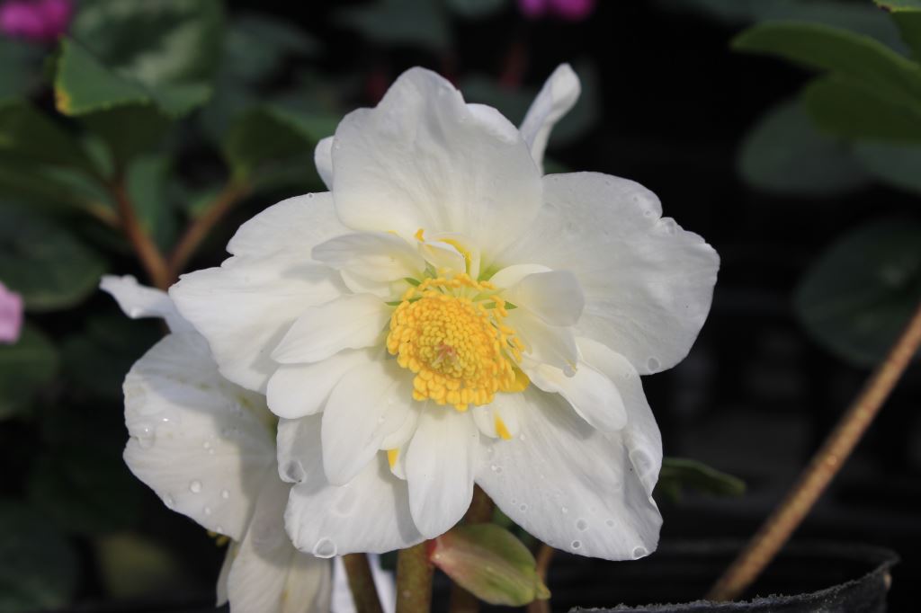 Helleborus　niger　Double　Fantasy