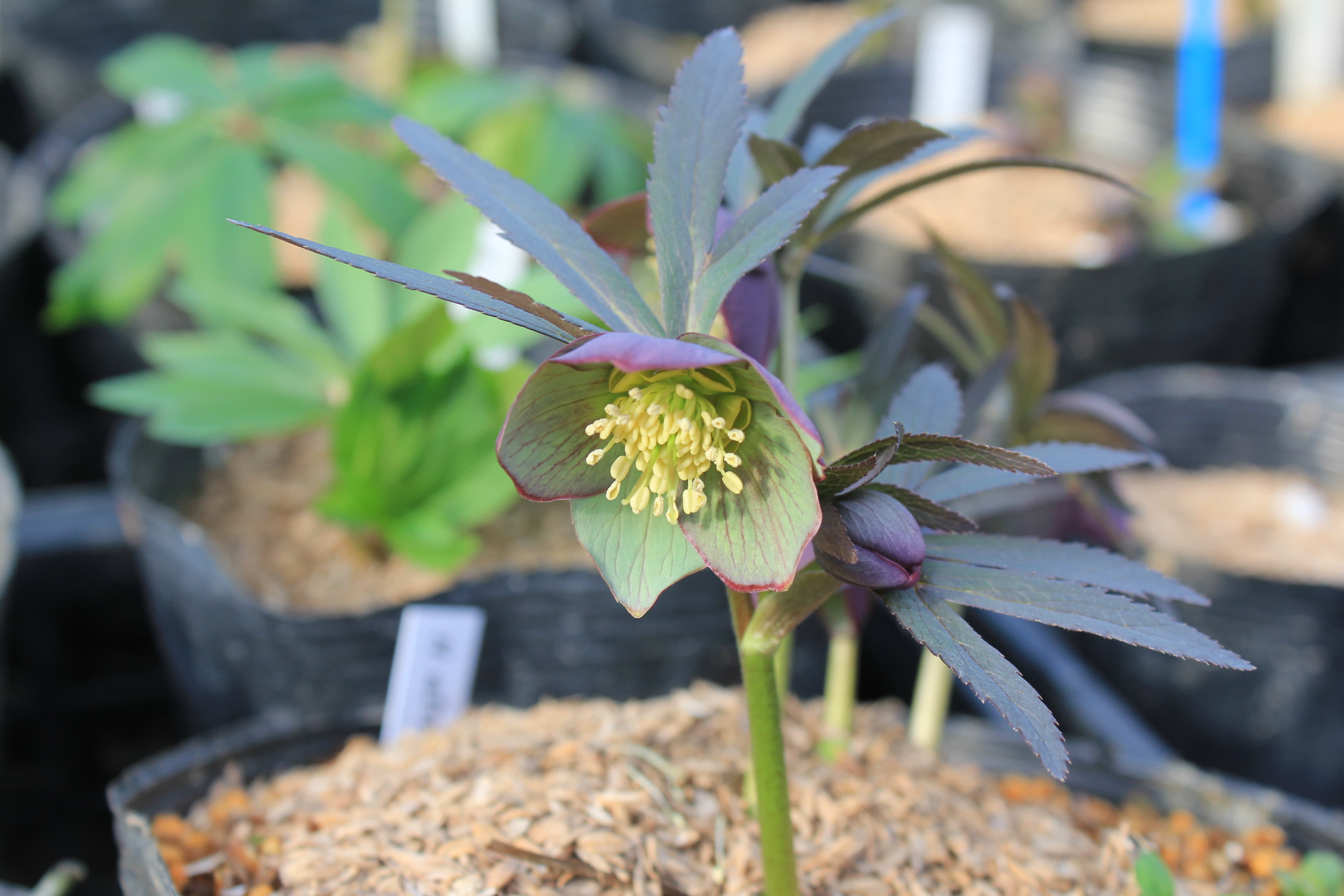 Helleborus　atrorubens　開花株（緑茶色）