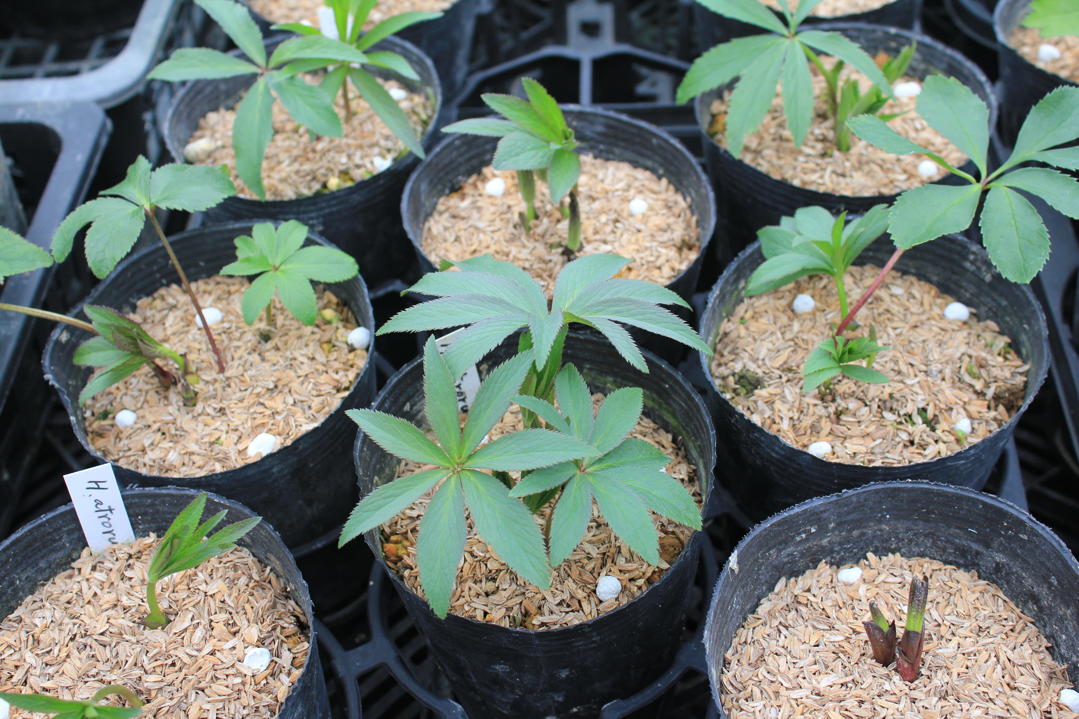 Helleborus　atrorubens　苗