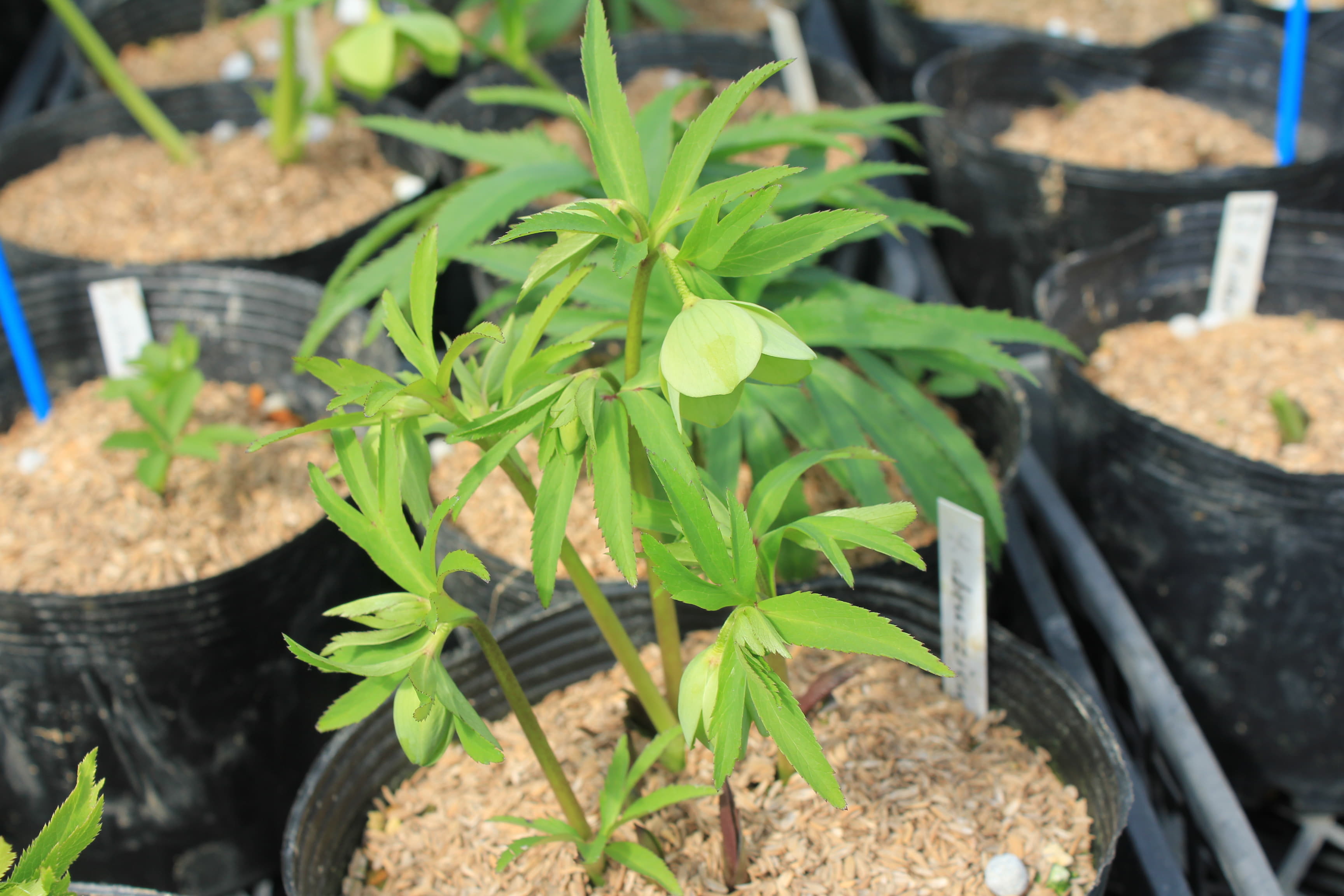 Helleborus　abruzzicus　開花株（緑色）