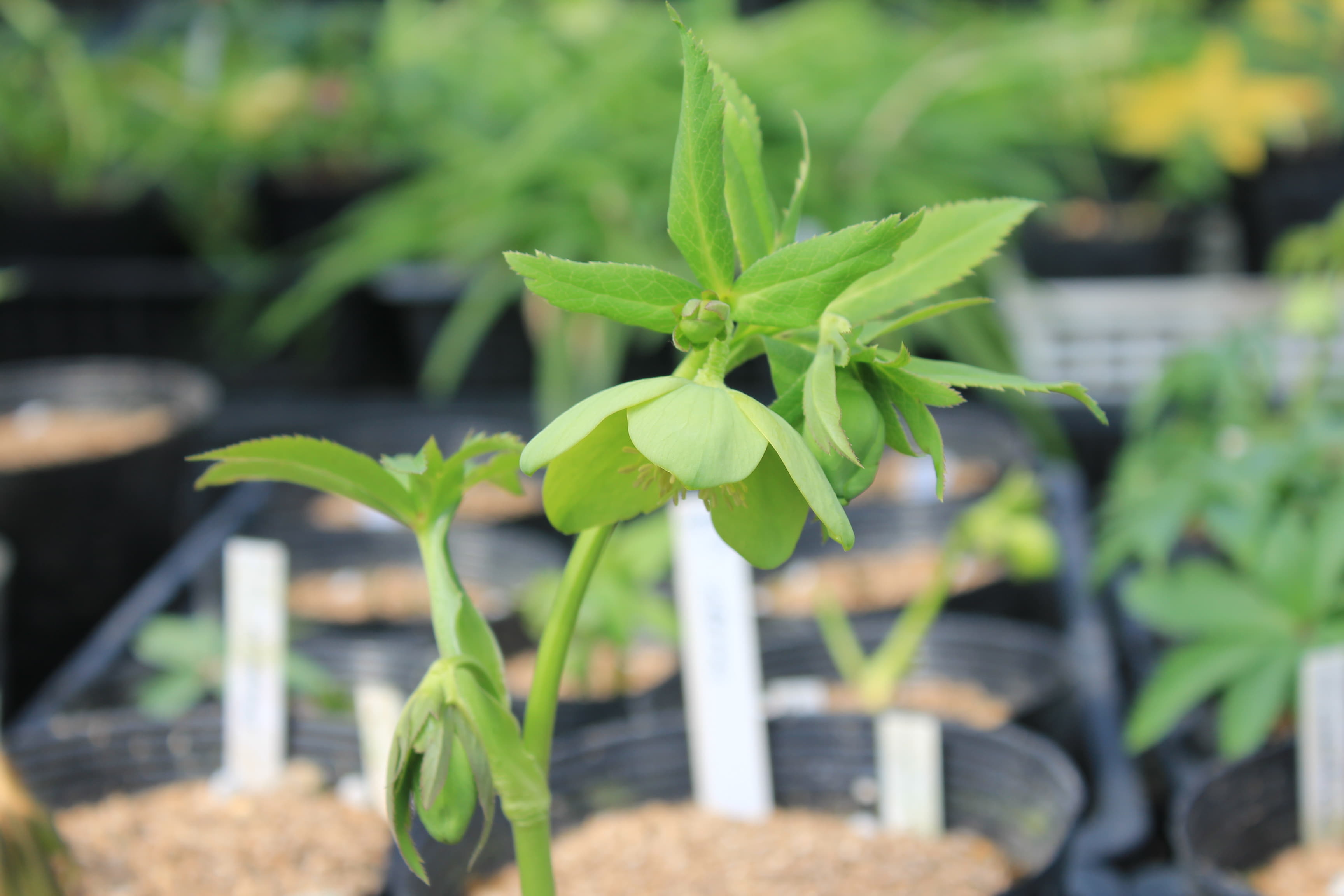 Helleborus　odorus 3　開花株（緑色） Zlavast Bosnia