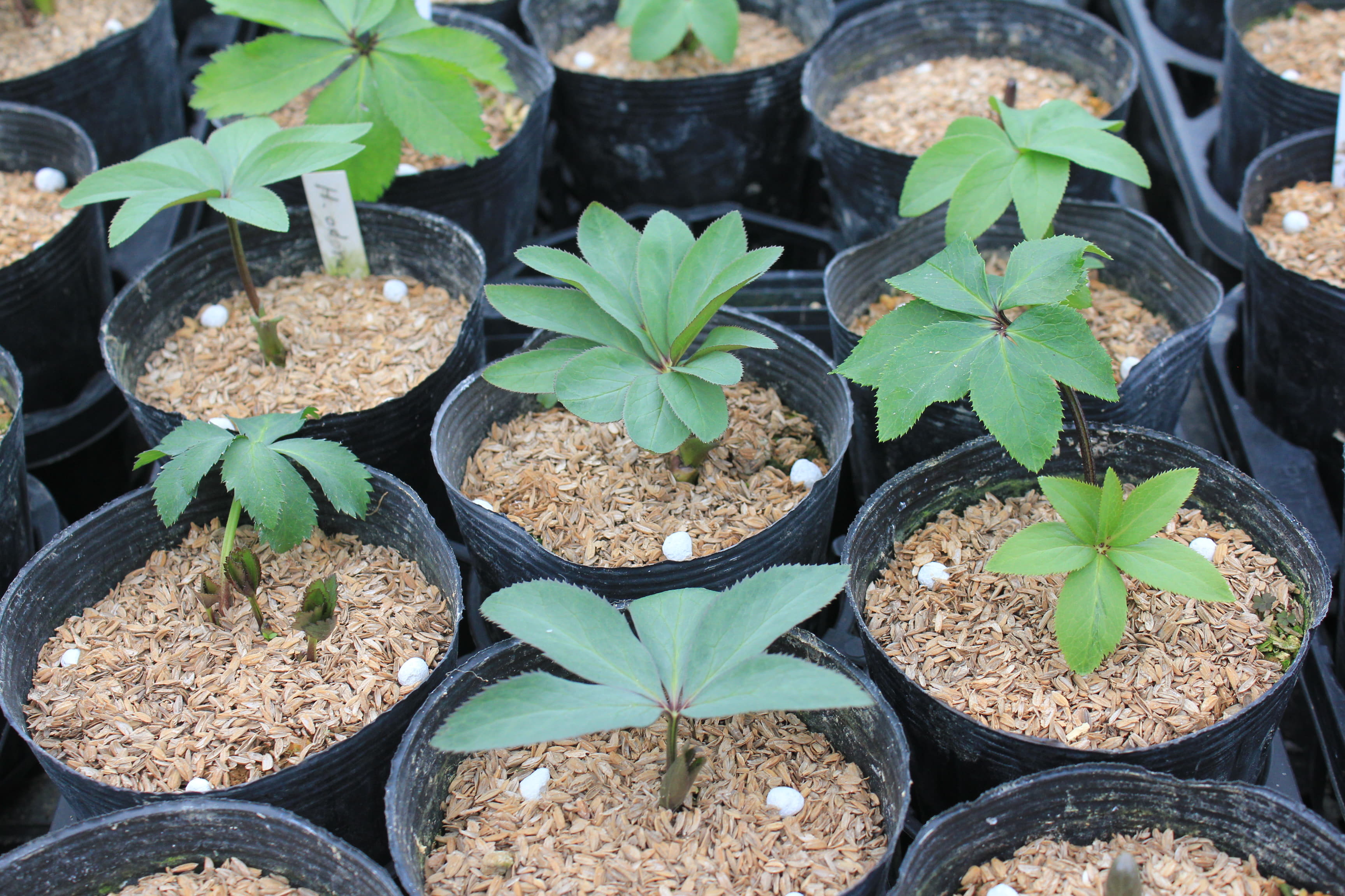 Helleborus　odorus 　苗