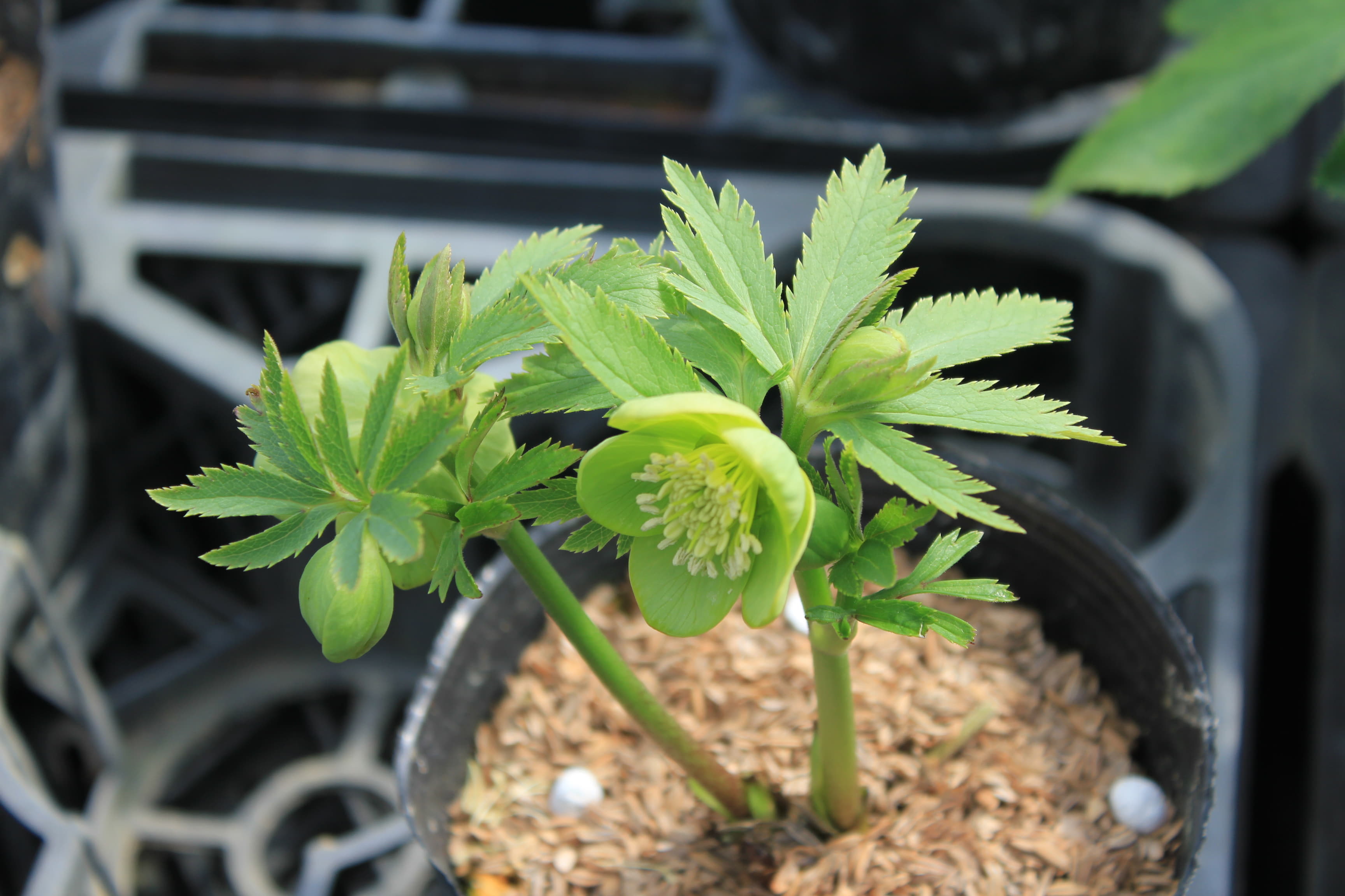 Helleborus　odorus 　開花株