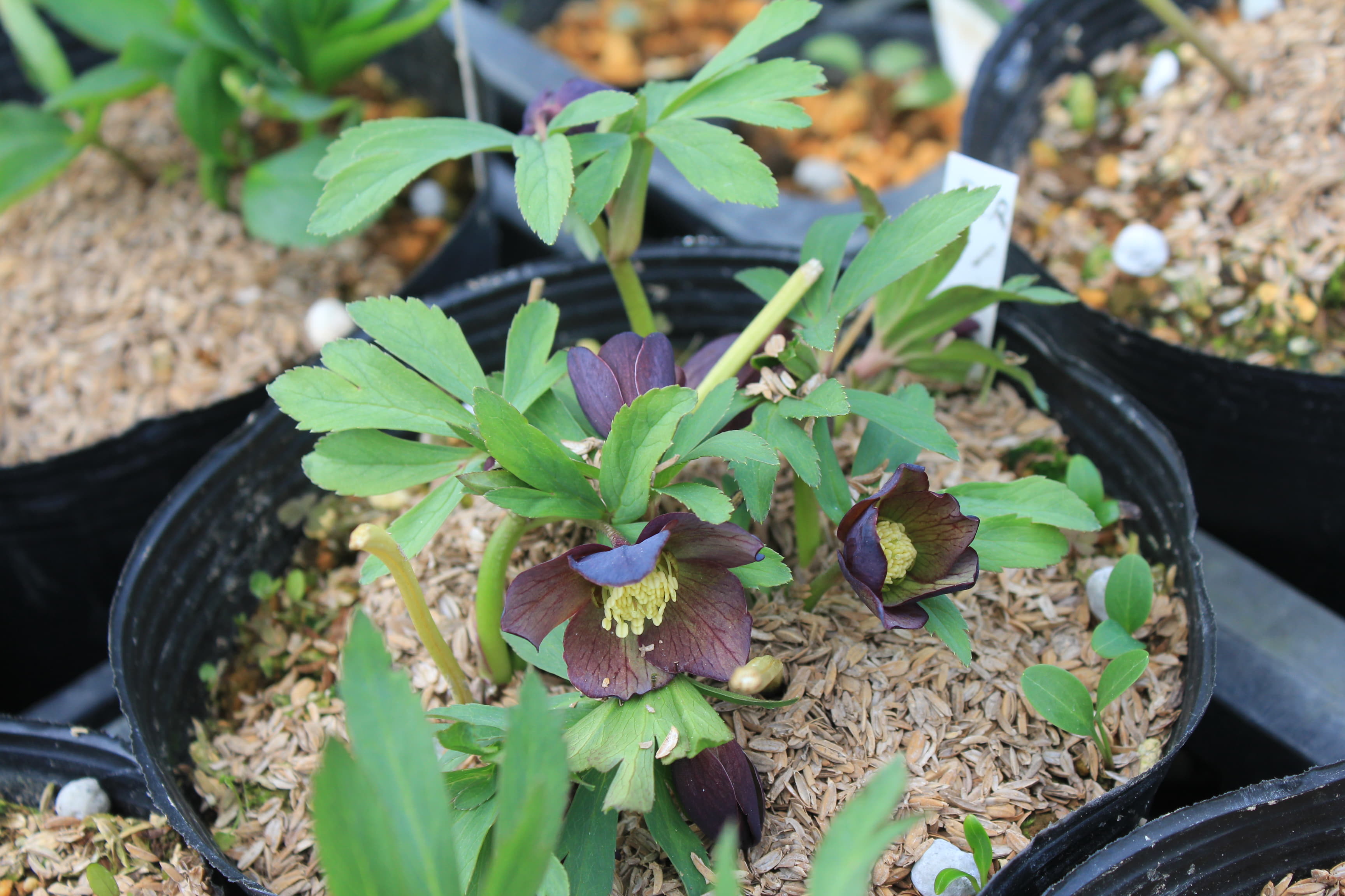 Helleborus　serbicus 1　開花株（茶色）　Lipao Montenegro