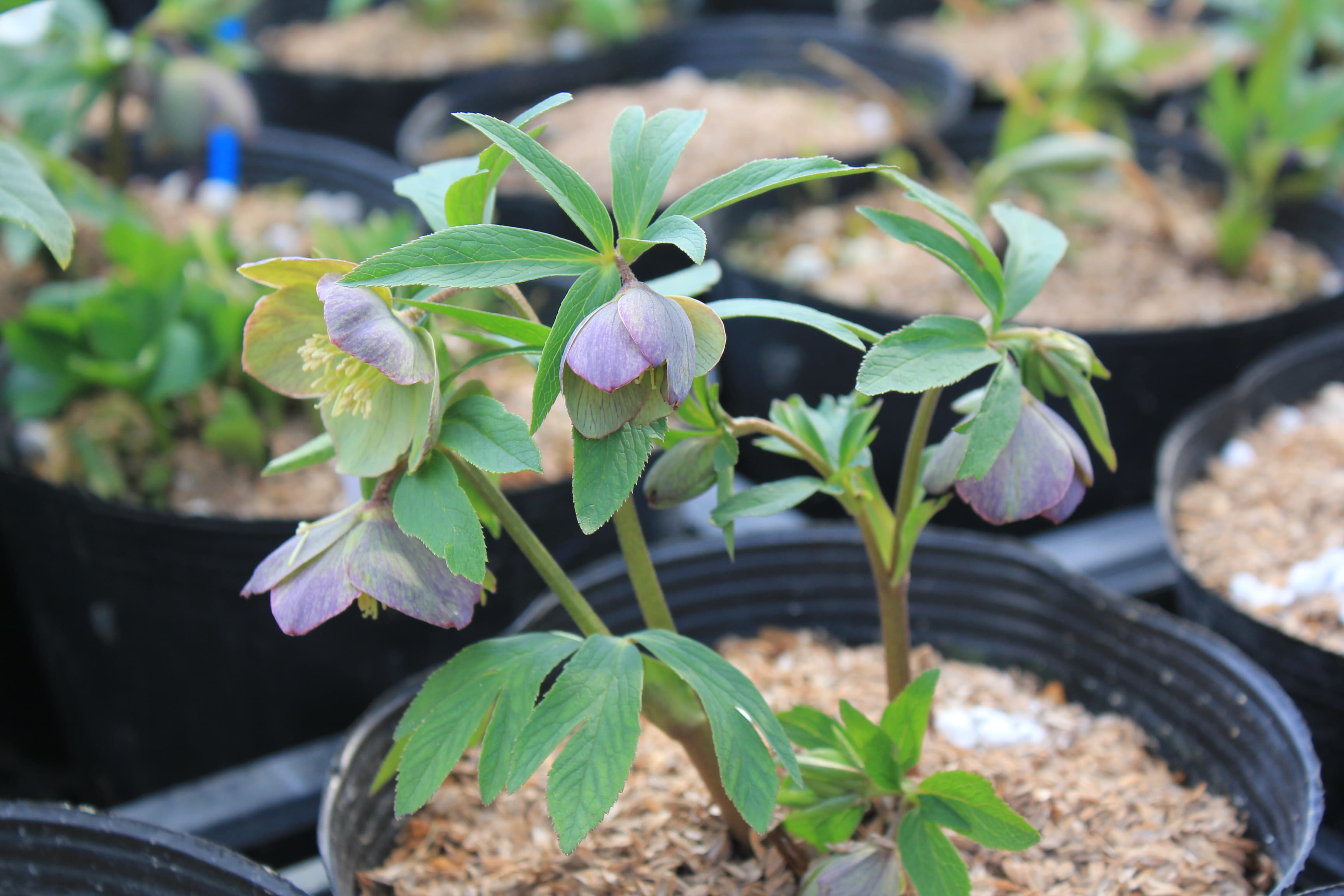 Helleborus　serbicus 2　開花株（茶色）　Trebaljevo Servia