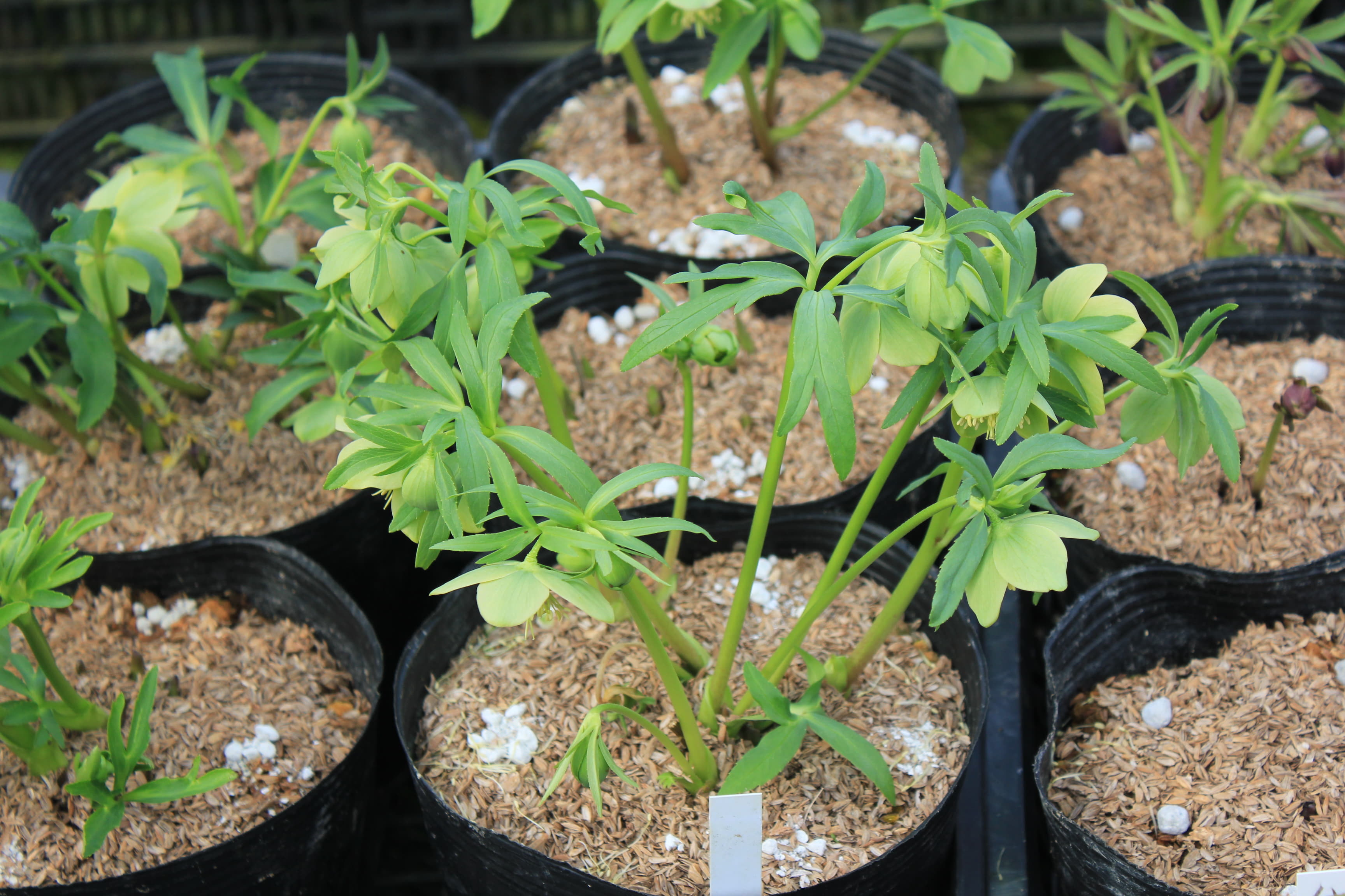 Helleborus　serbicus 6　開花株（緑色）　Savina Servia