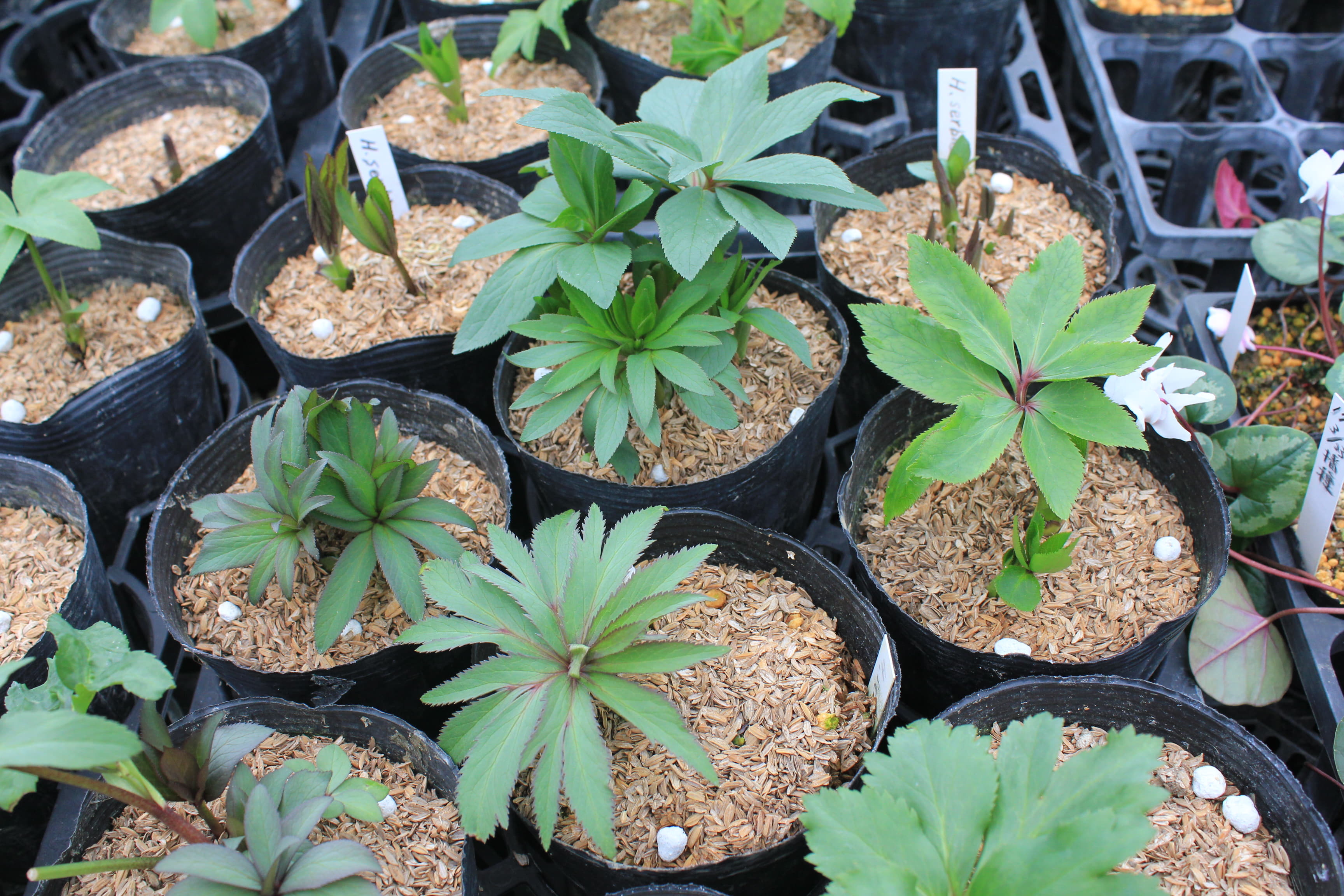 Helleborus　serbicus 　苗