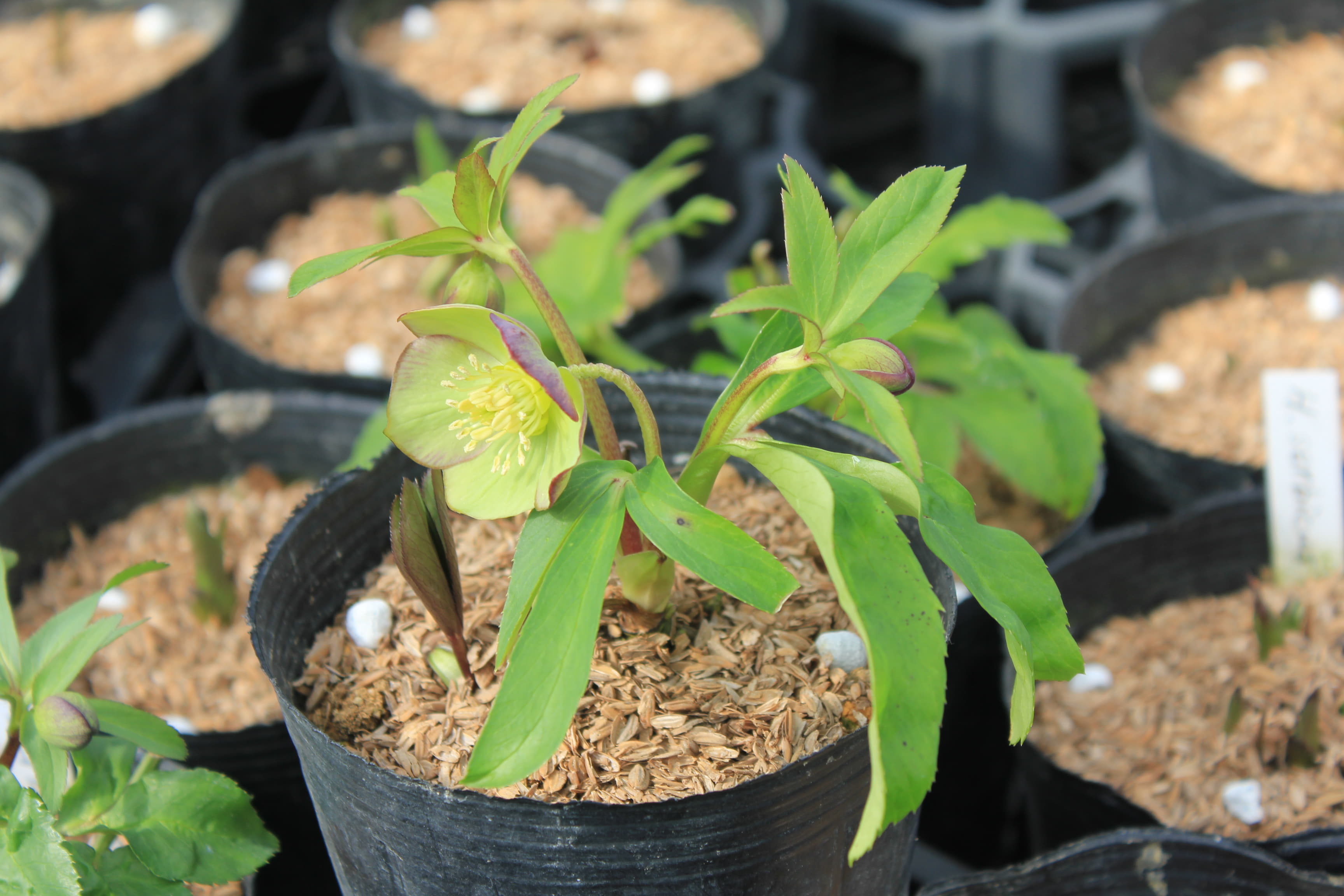 Helleborus　serbicus 　開花株