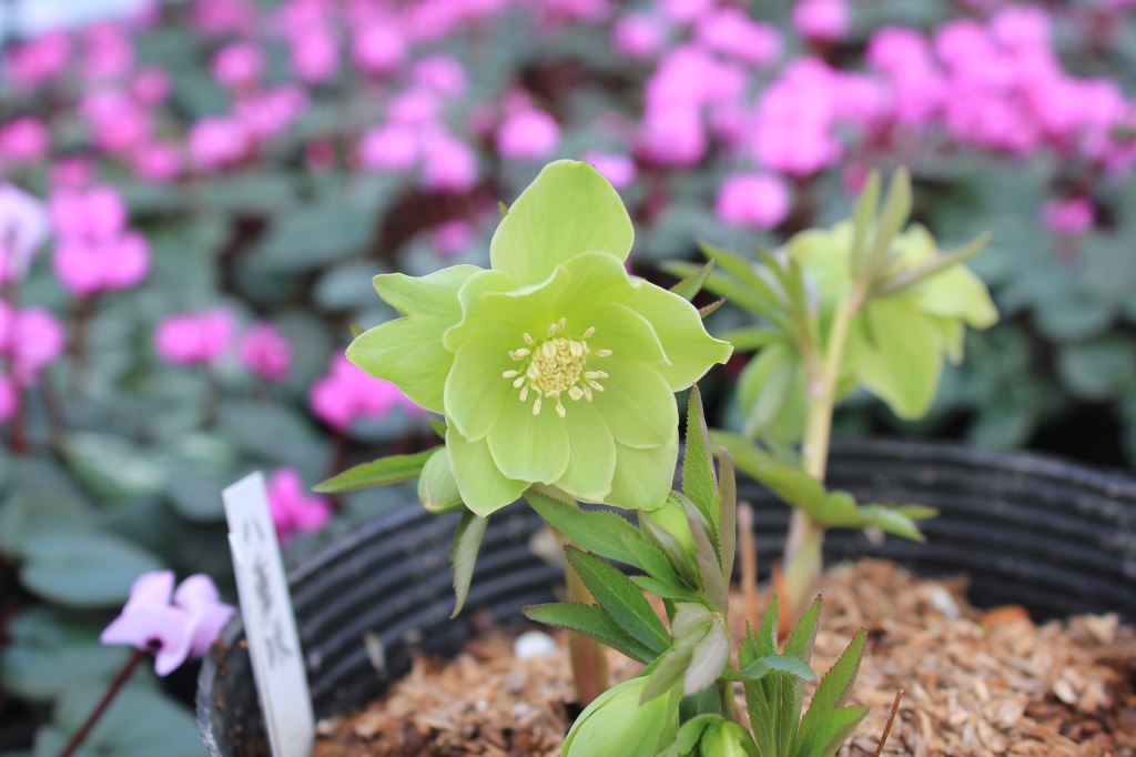 Helleborus　dumetorum　Doubleflower　開花株（一点物販売）