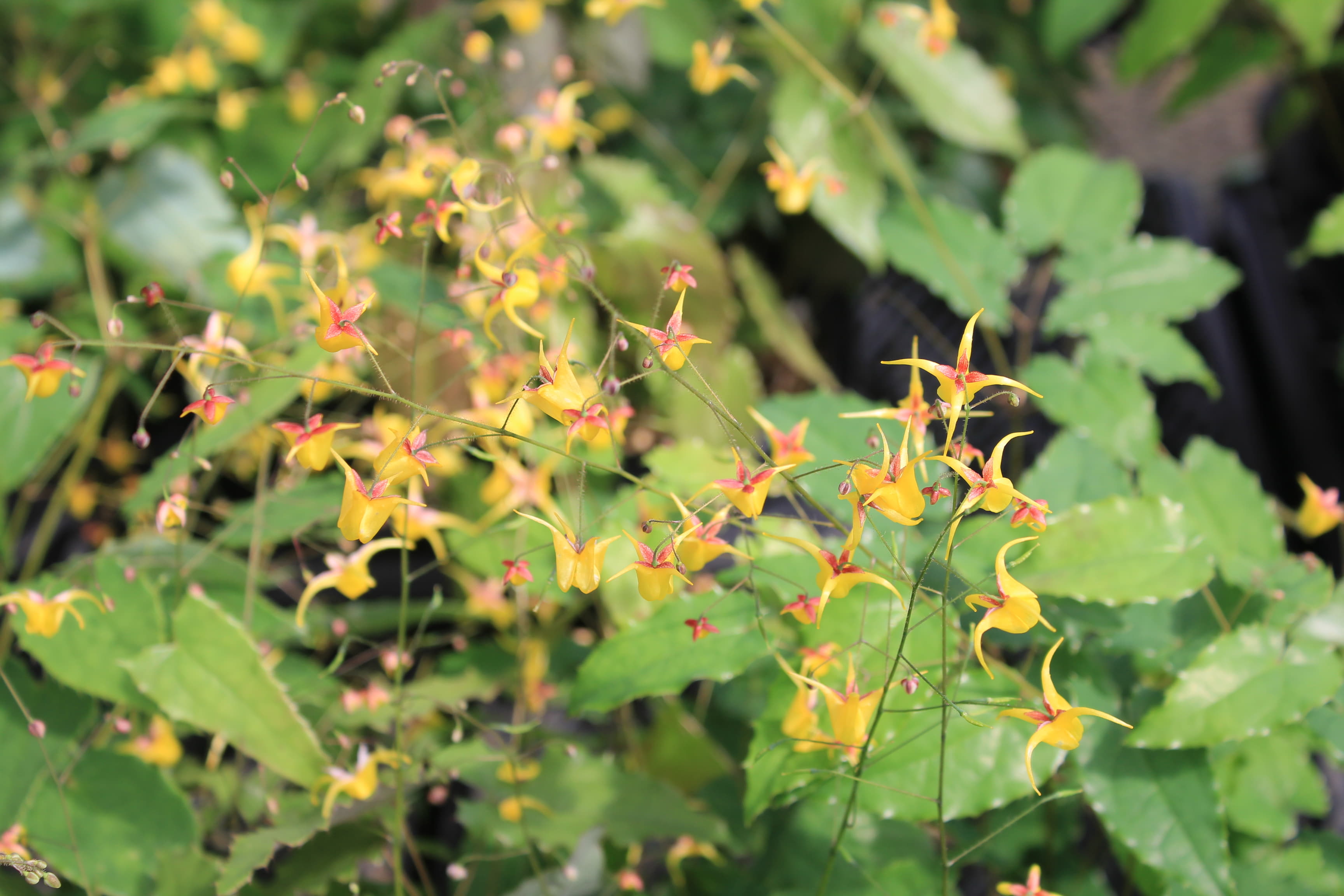 エピメディウム　ハイブリダス　（お買得品）　開花株：花色はおまかせ。お楽しみ 5ポットセットです。