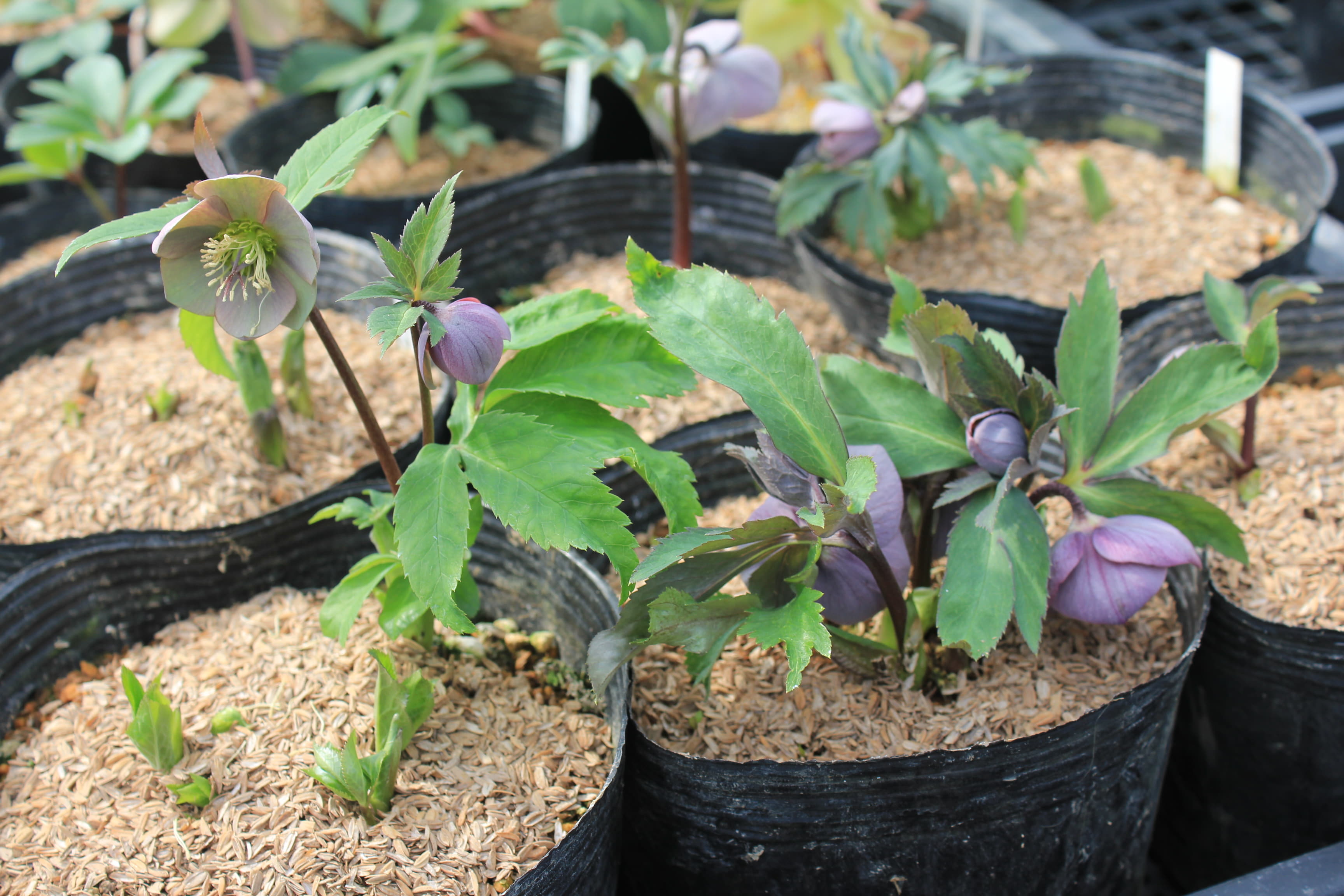 Helleborus　purpurascens　開花株（茶色）