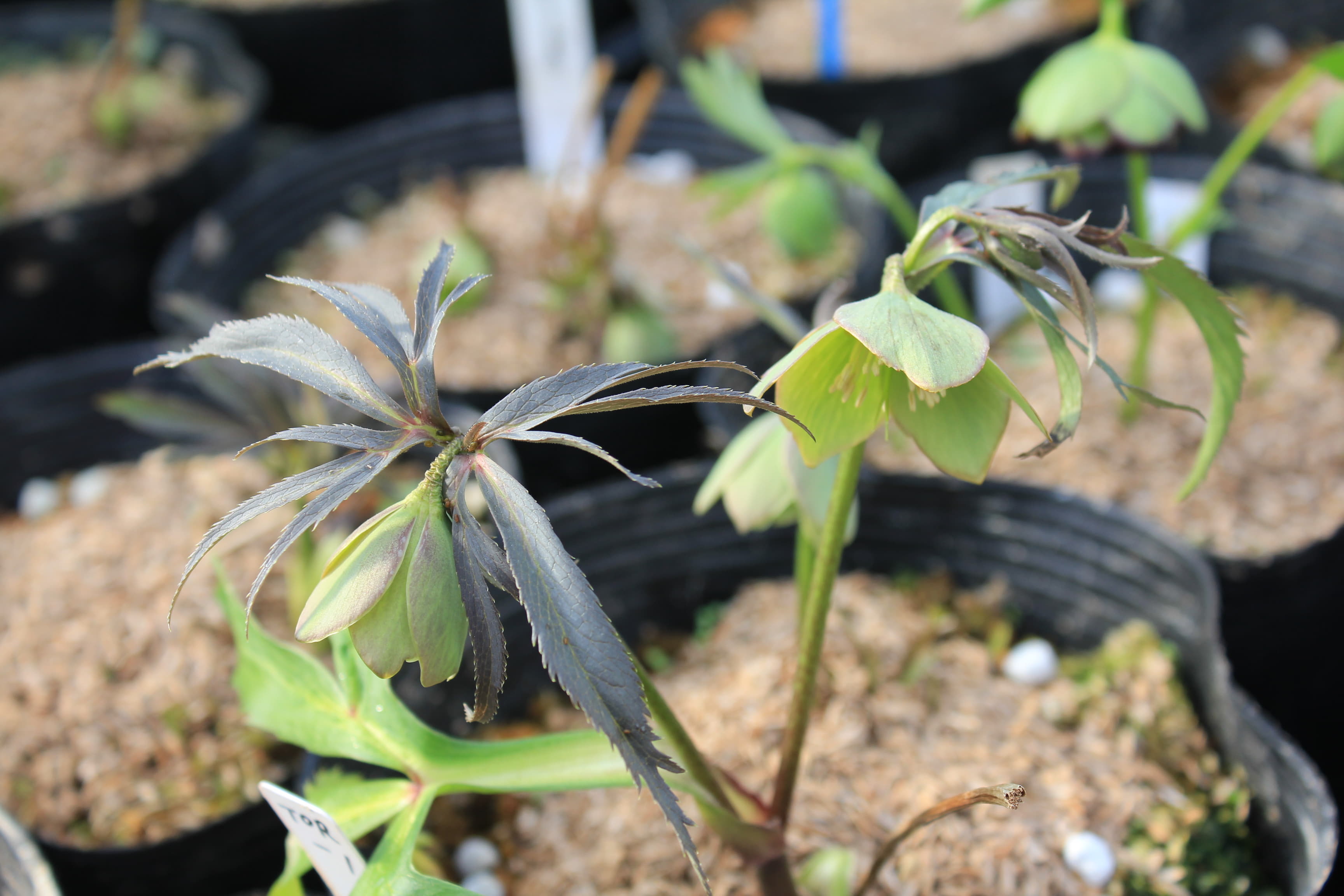 Helleborus　torquatus 1　開花株（緑色）　Korenica Croatia