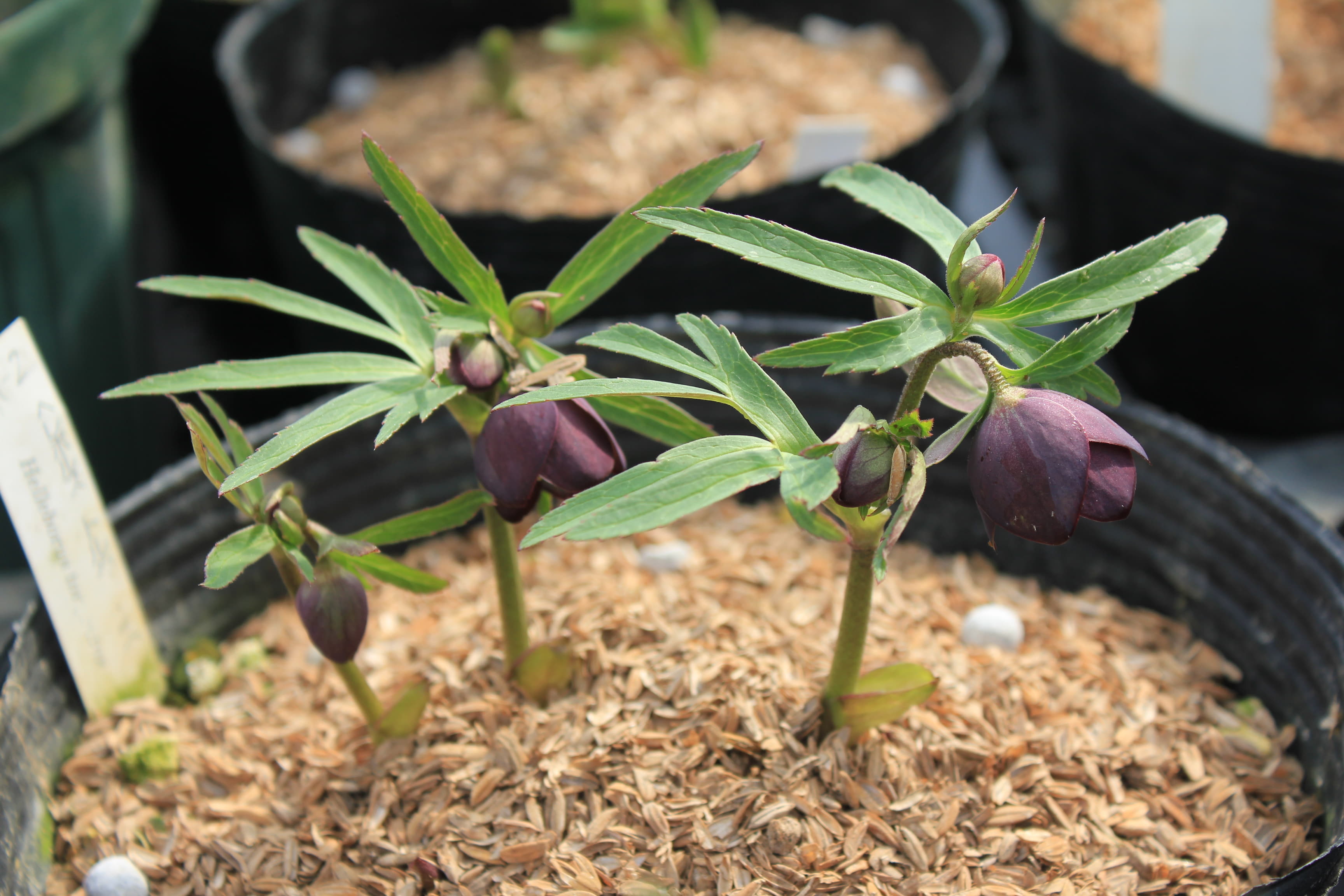 Helleborus　torquatus 2　開花株（茶色）　Bosanska Bosnia