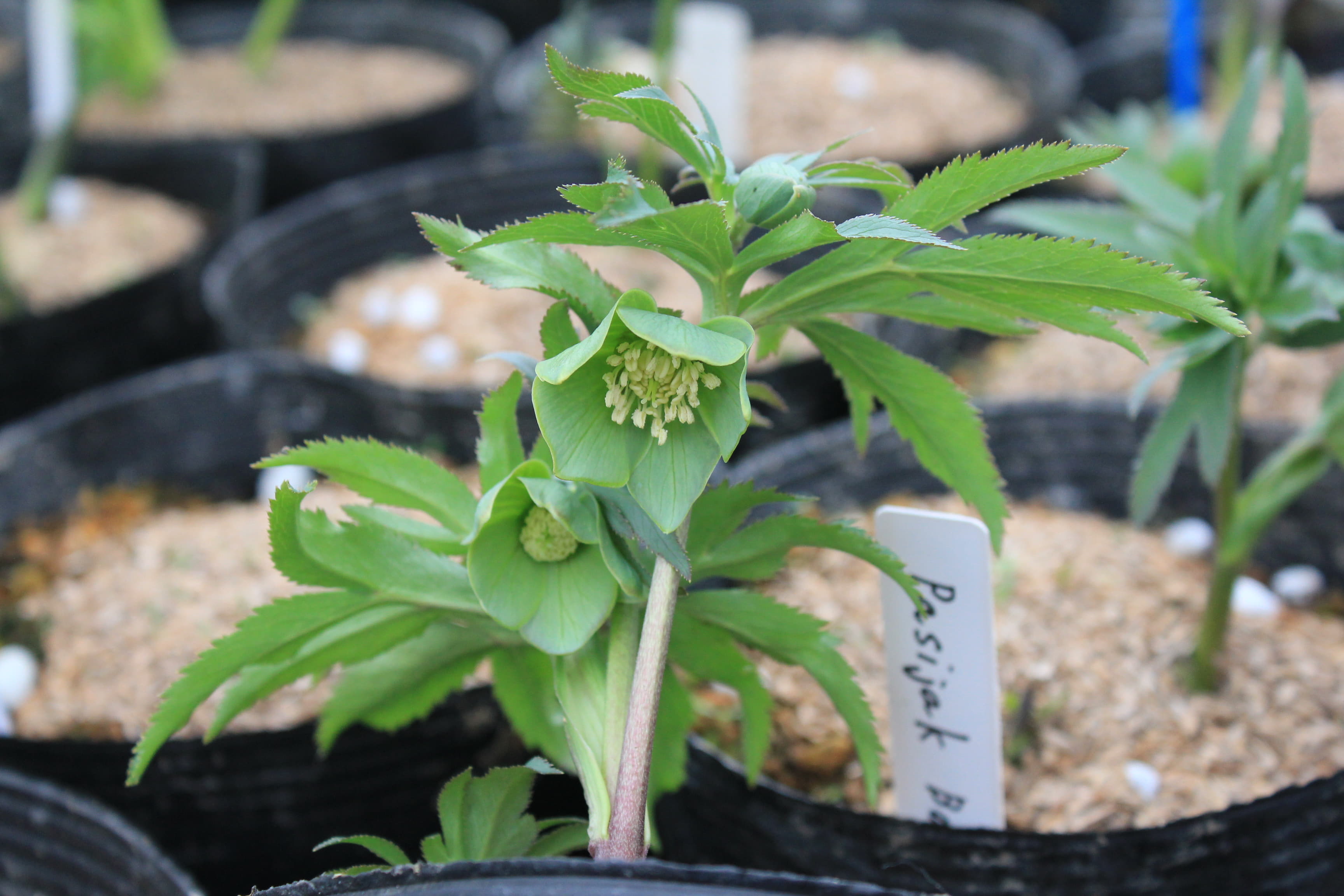 Helleborus　torquatus 5　開花株（茶色）　Pasijak Bosnia